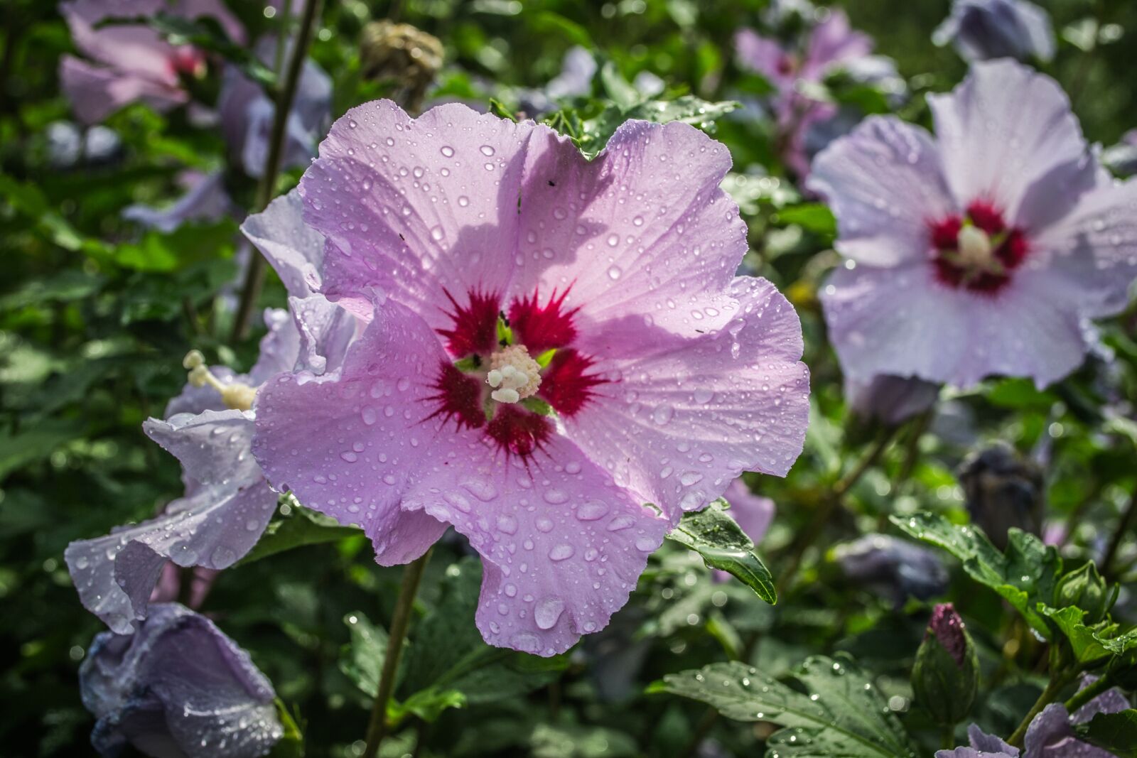 Nikon D3100 sample photo. Flower, garden, water drops photography