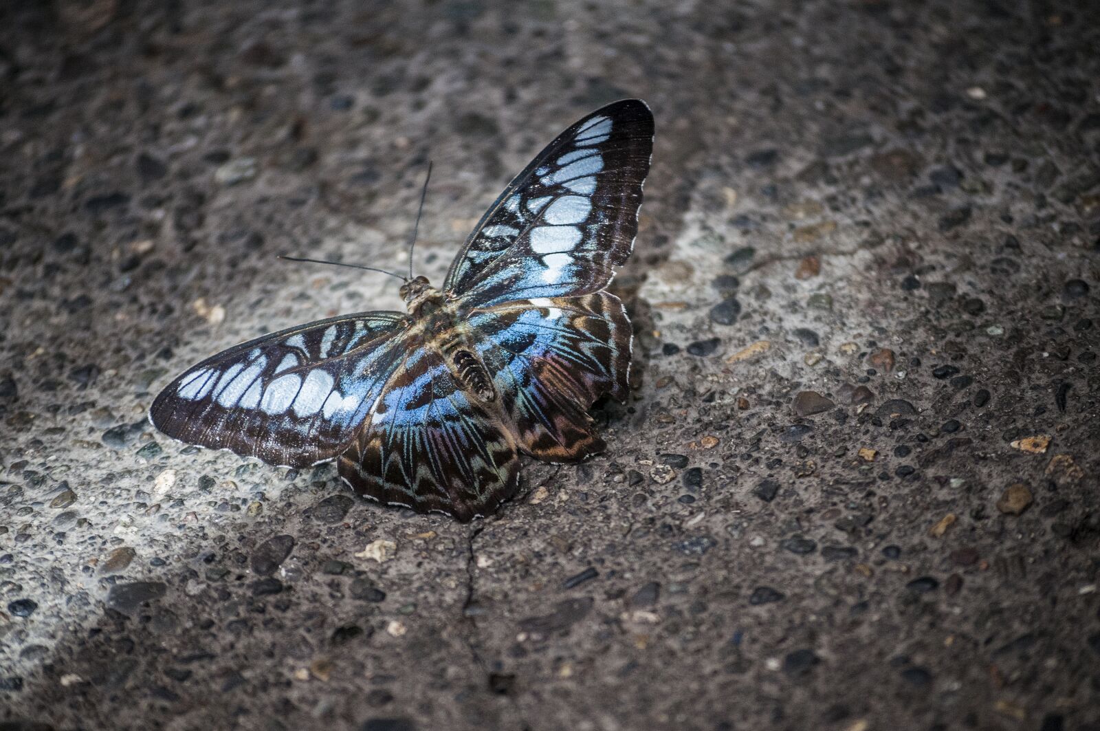 Nikon D300 sample photo. Butterfly, insect, nature photography