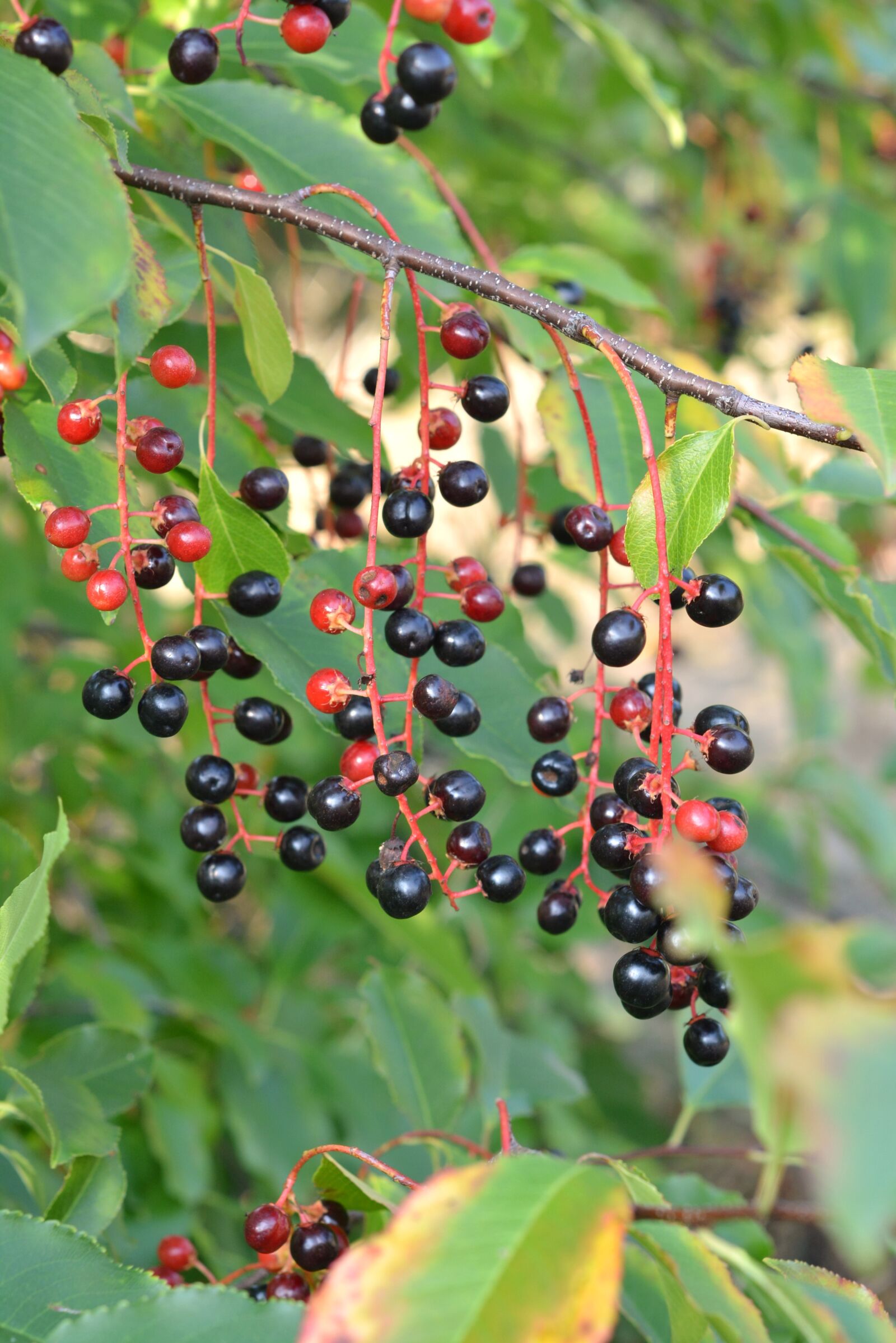 Nikon D5200 sample photo. Fruit, group, the bunches photography