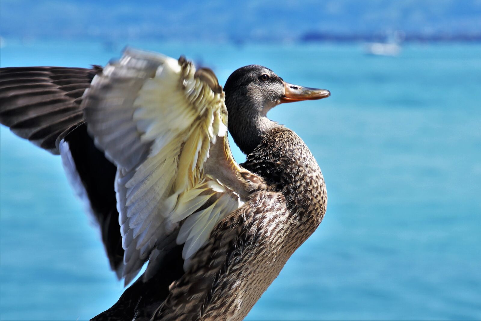 Canon EOS 80D sample photo. Duck, wings, pen photography