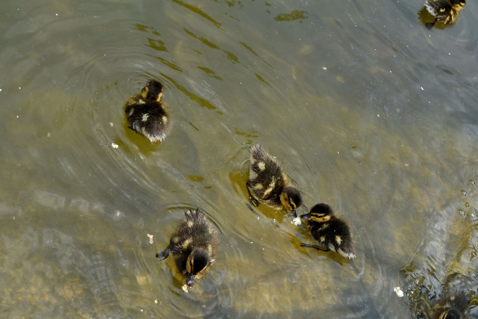Nikon D5500 sample photo. Duckling, lake, water, outdoors photography