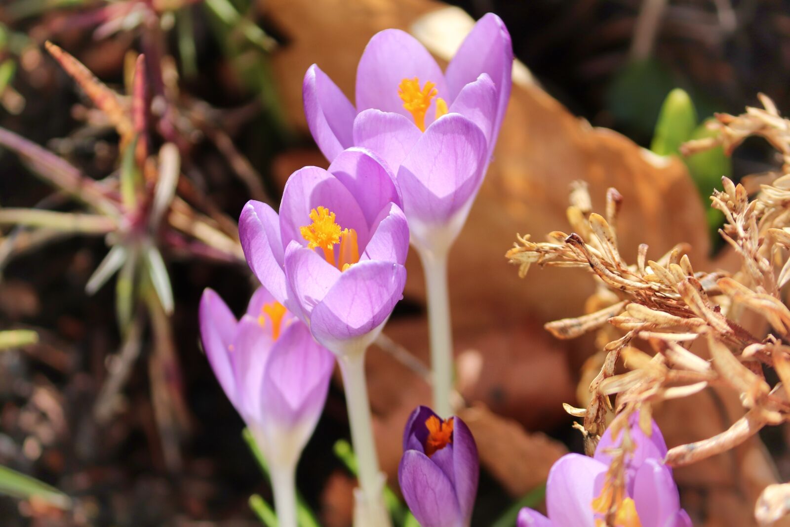 Canon EOS 200D (EOS Rebel SL2 / EOS Kiss X9) sample photo. Crocus, spring, lenz photography