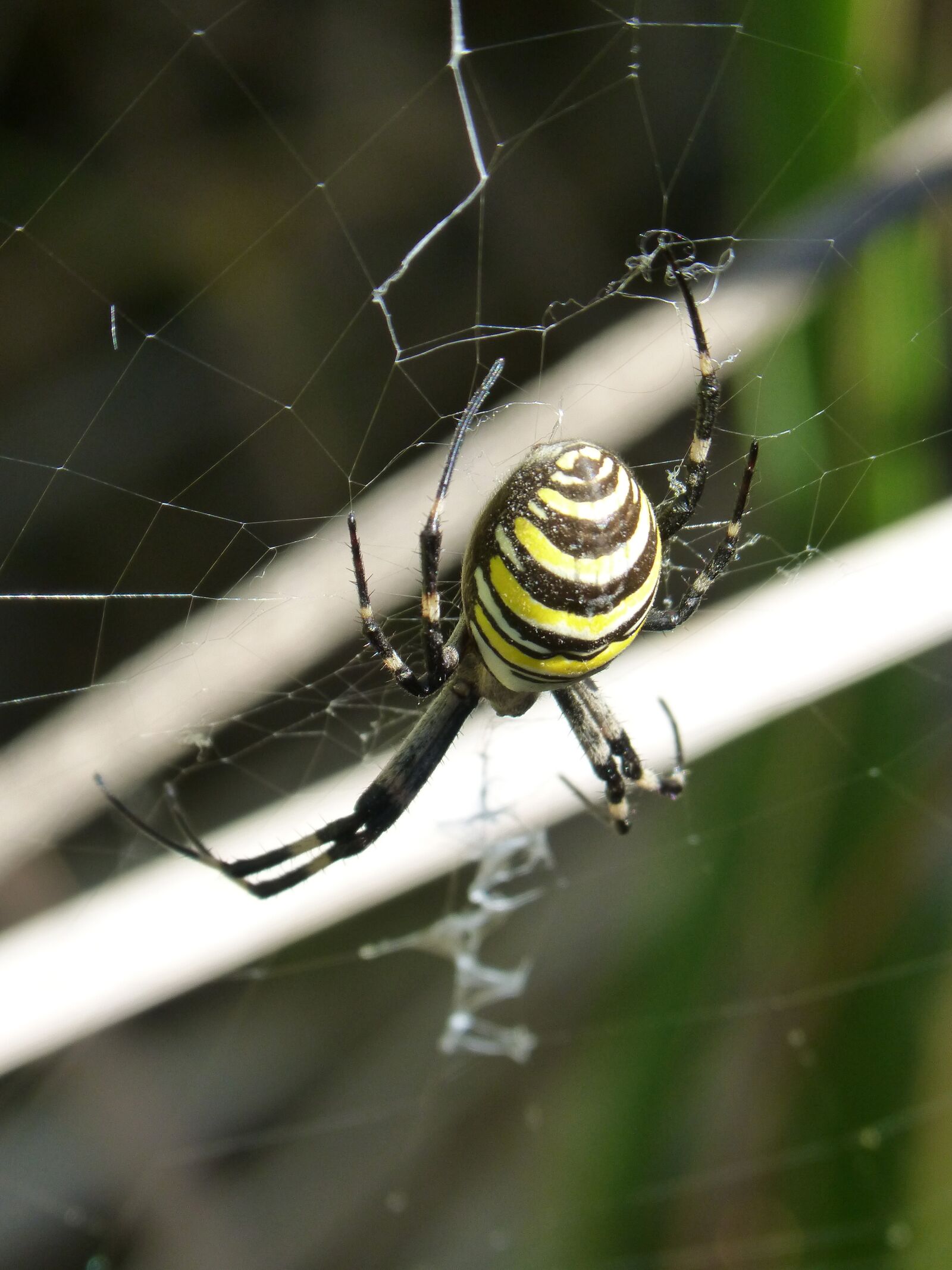 Panasonic DMC-FZ62 sample photo. Spider tiger, web, predator photography