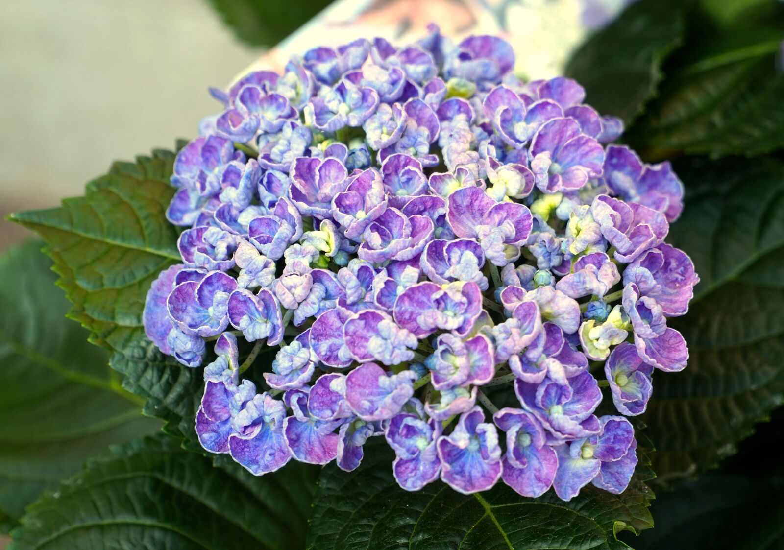 Sony E PZ 18-105mm F4 G OSS sample photo. Flower, blue, spring photography