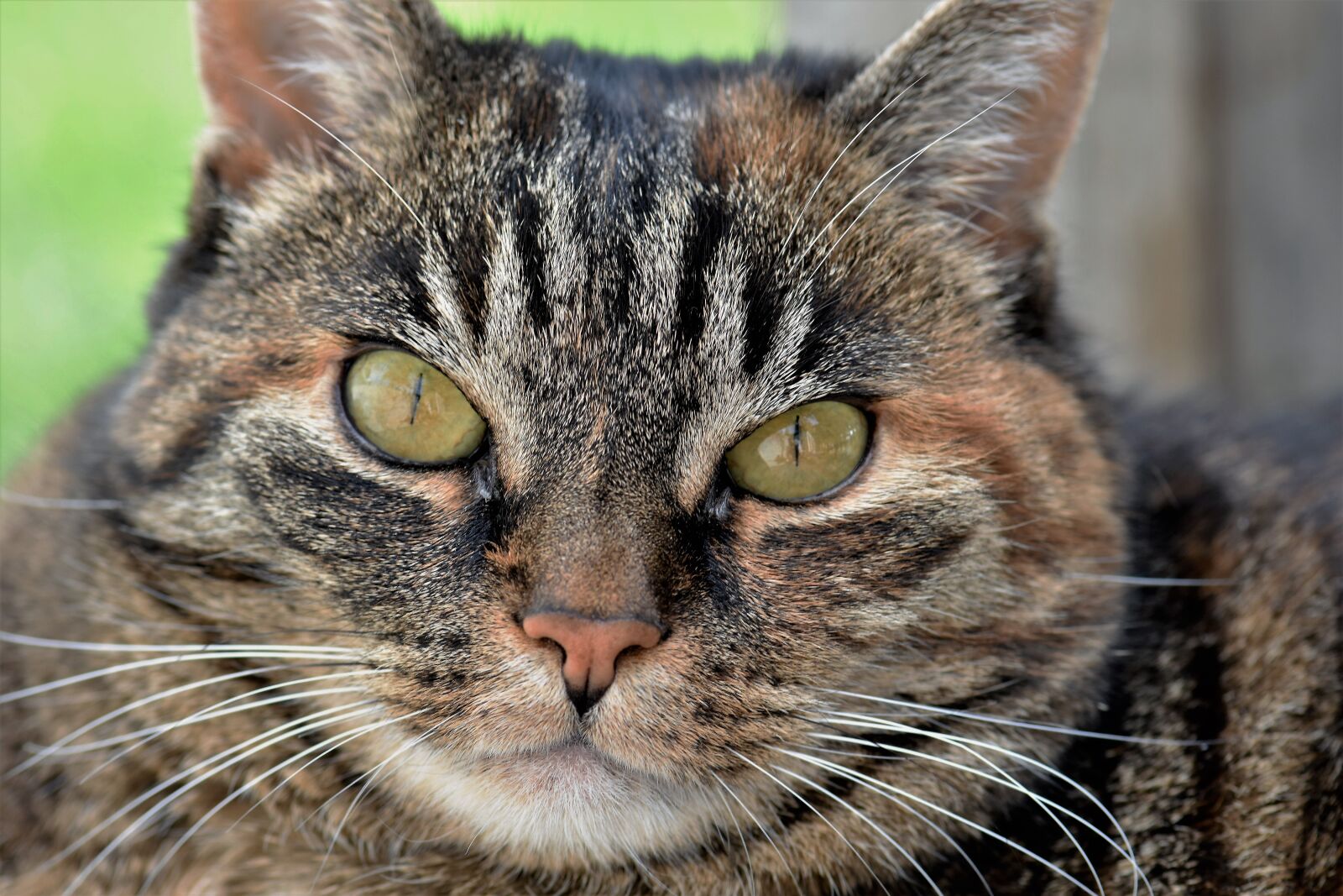 Nikon D5500 sample photo. Cat, animal, mammal photography