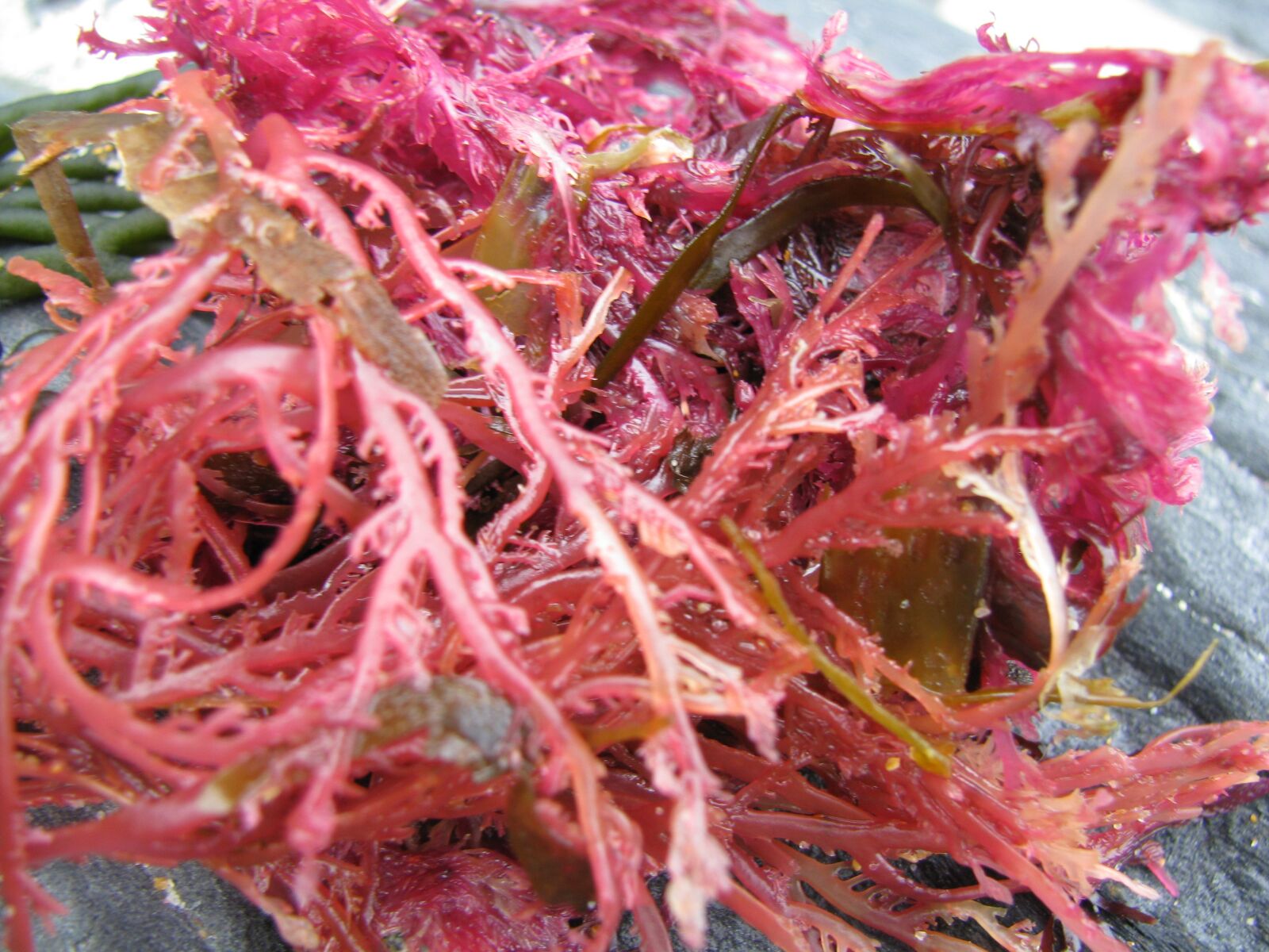 Canon POWERSHOT SX100 IS sample photo. Algae, red, rosa photography