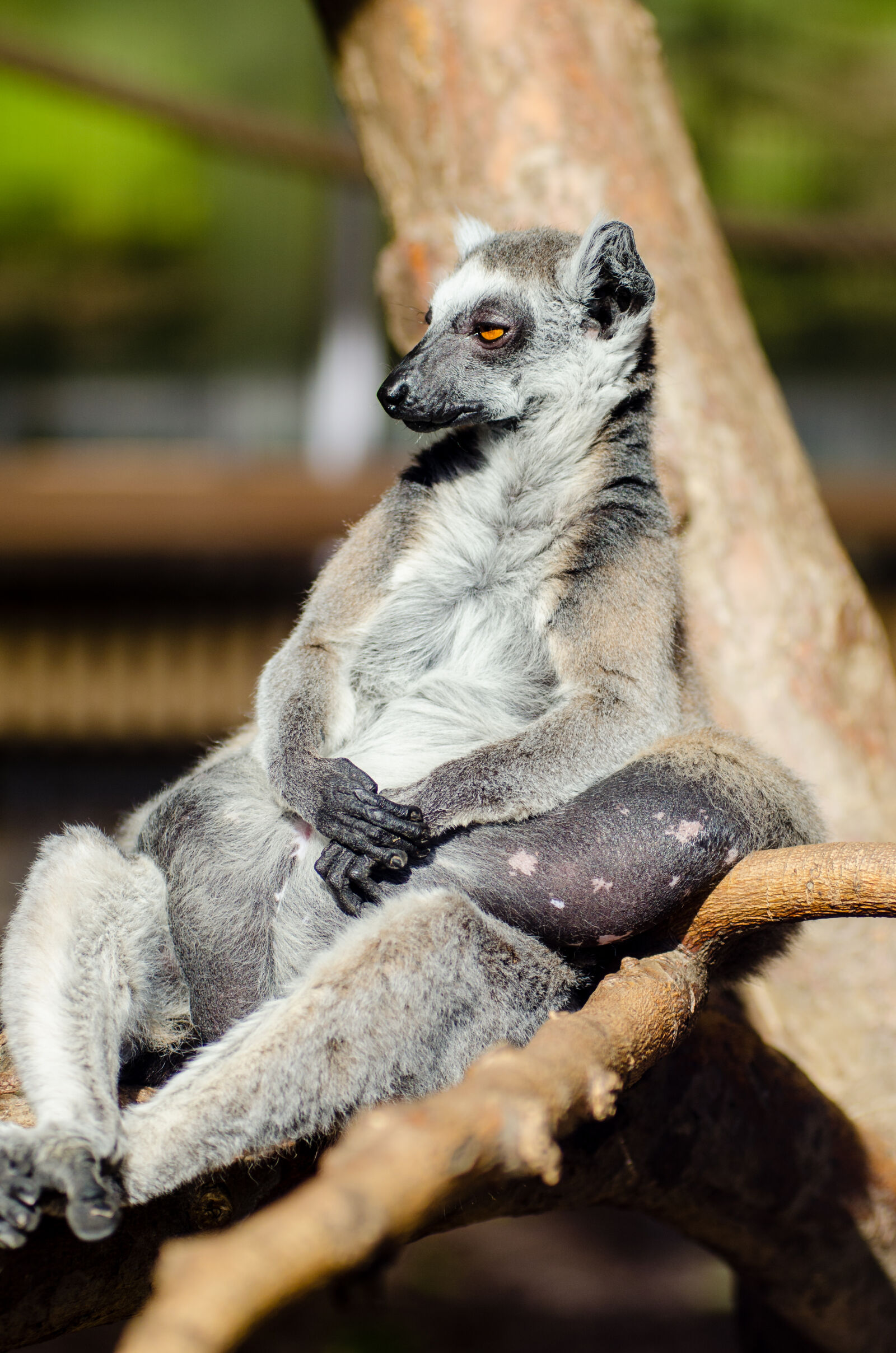 AF Zoom-Nikkor 80-200mm f/2.8 ED sample photo