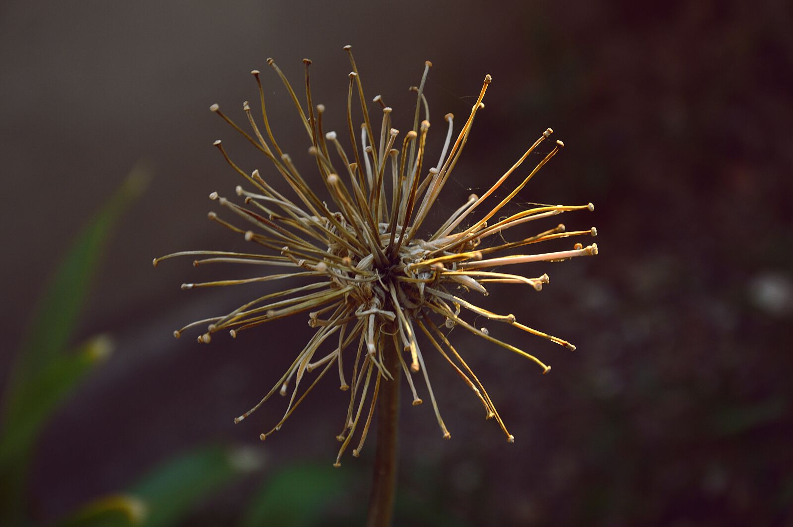 Nikon D3200 sample photo. Macro, flower, nature photography