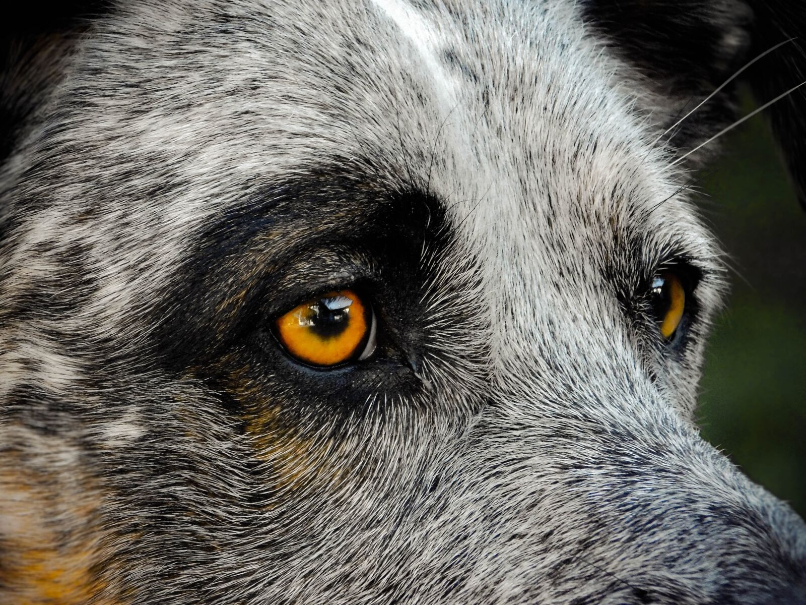 Nikon Coolpix B500 sample photo. Me, canine, dog photography