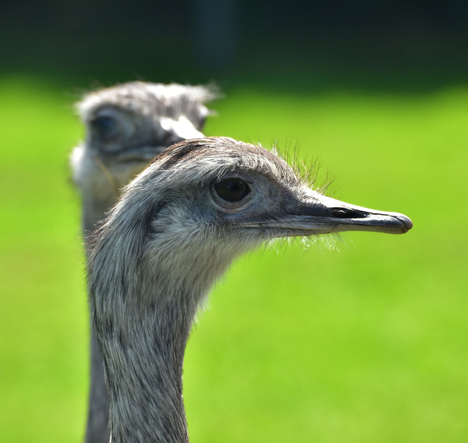 Nikon D750 sample photo. Rhea bird, flightless bird photography