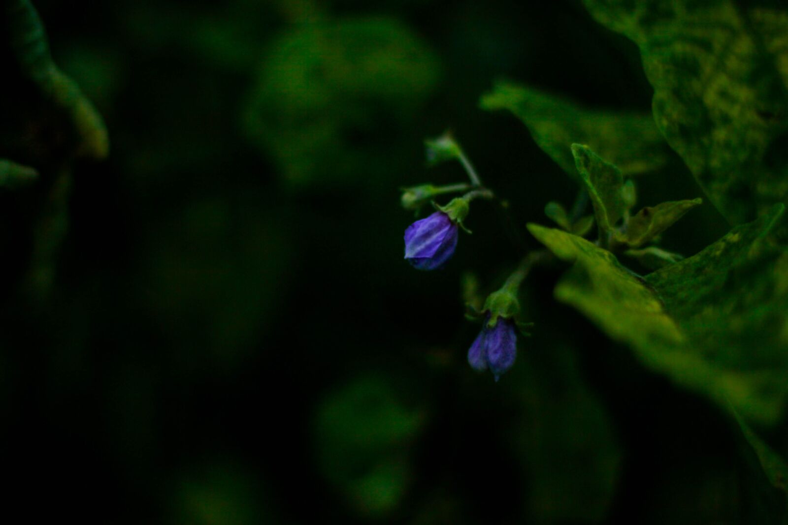 Canon EOS 50D sample photo. Flower, plant, bloom photography