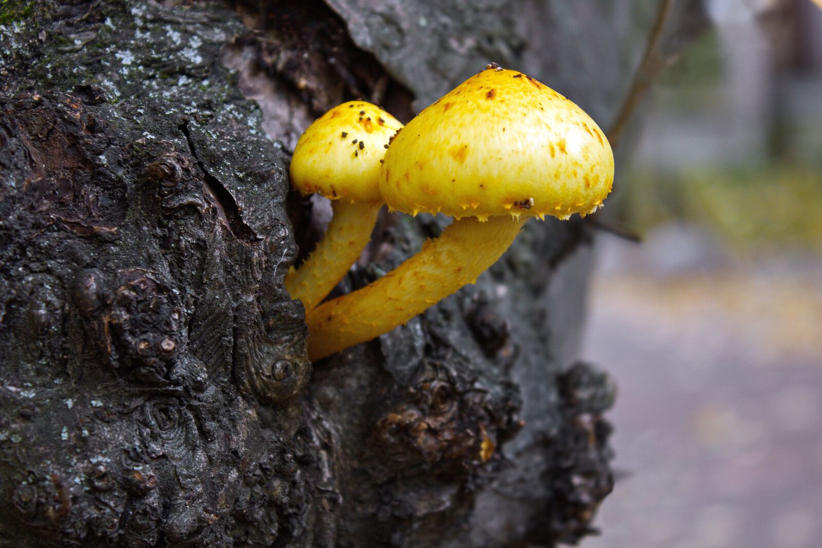 Canon EOS 550D (EOS Rebel T2i / EOS Kiss X4) sample photo. Mushrooms, mini mushroom, forest photography