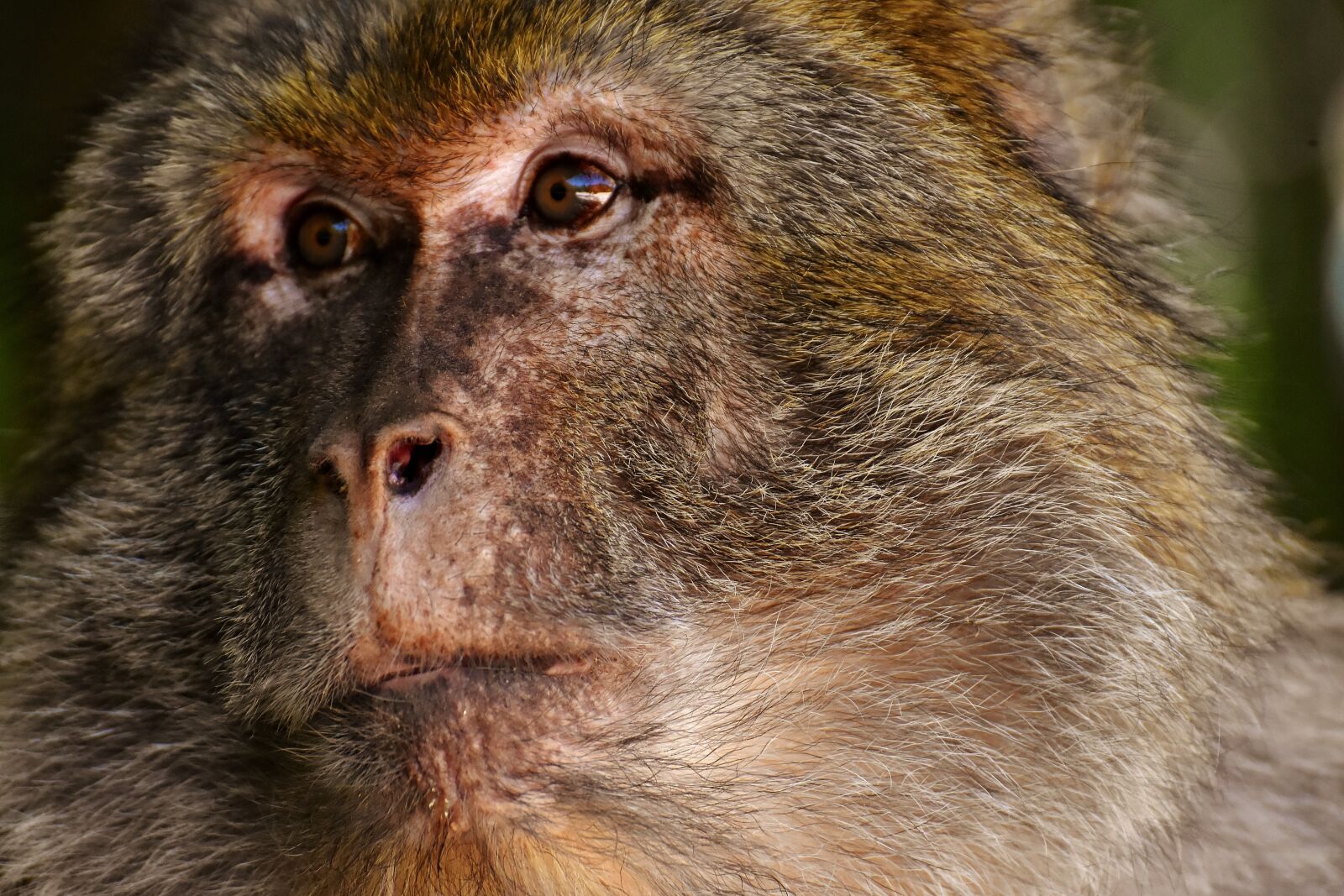 Nikon D7200 sample photo. Ape, barbary ape, endangered photography