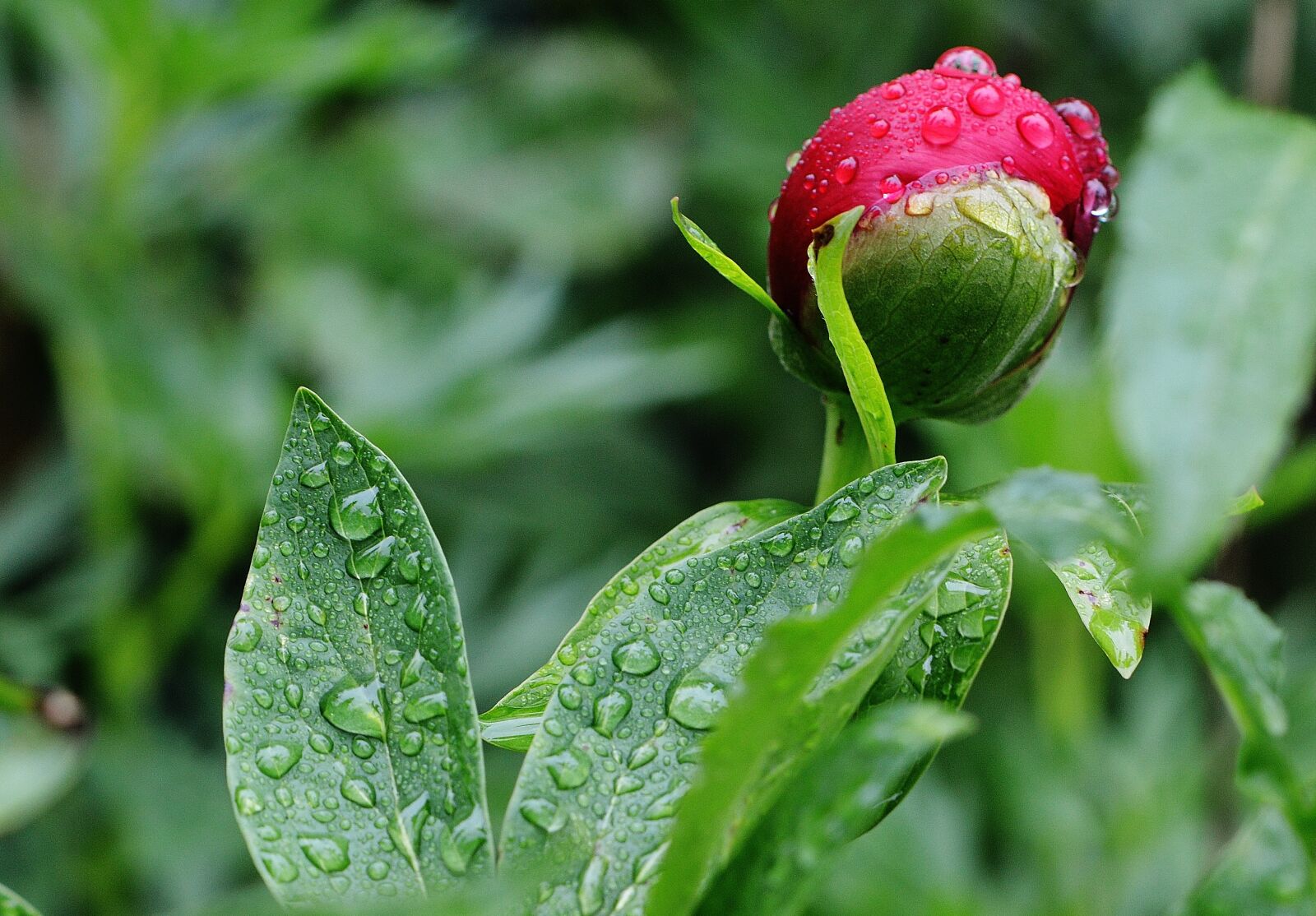 Nikon D3200 sample photo. Peony, rain, drip photography