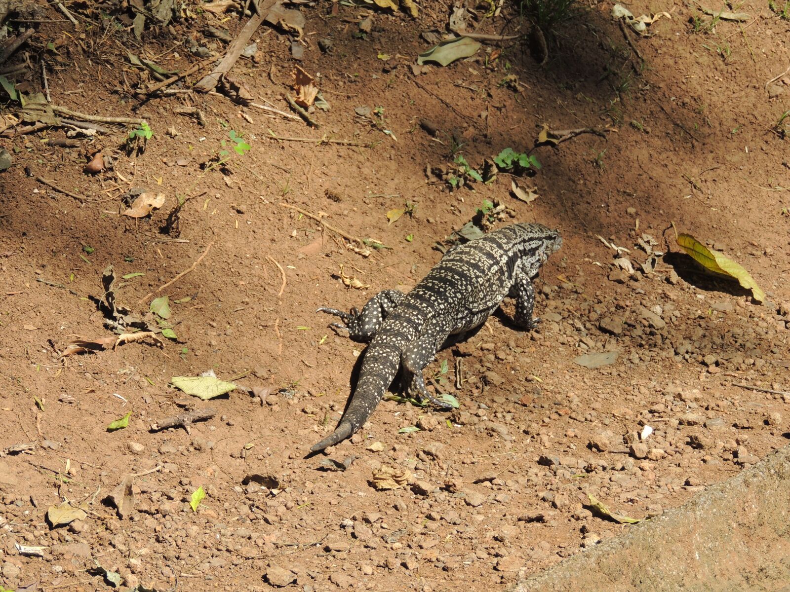 Nikon Coolpix P510 sample photo. Lizard, animal, nature photography