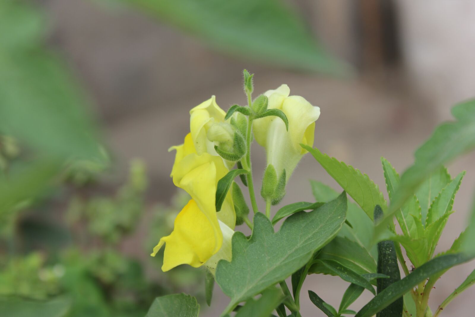 Canon EOS 60D + Canon EF-S 18-55mm F3.5-5.6 IS II sample photo. Flower, yellow, nature photography
