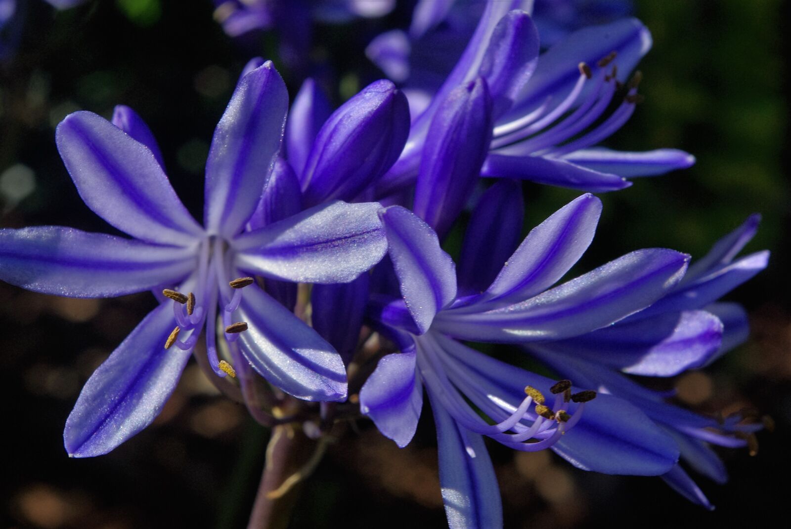 Pentax K-m (K2000) sample photo. Ornamental onion, plant, garden photography