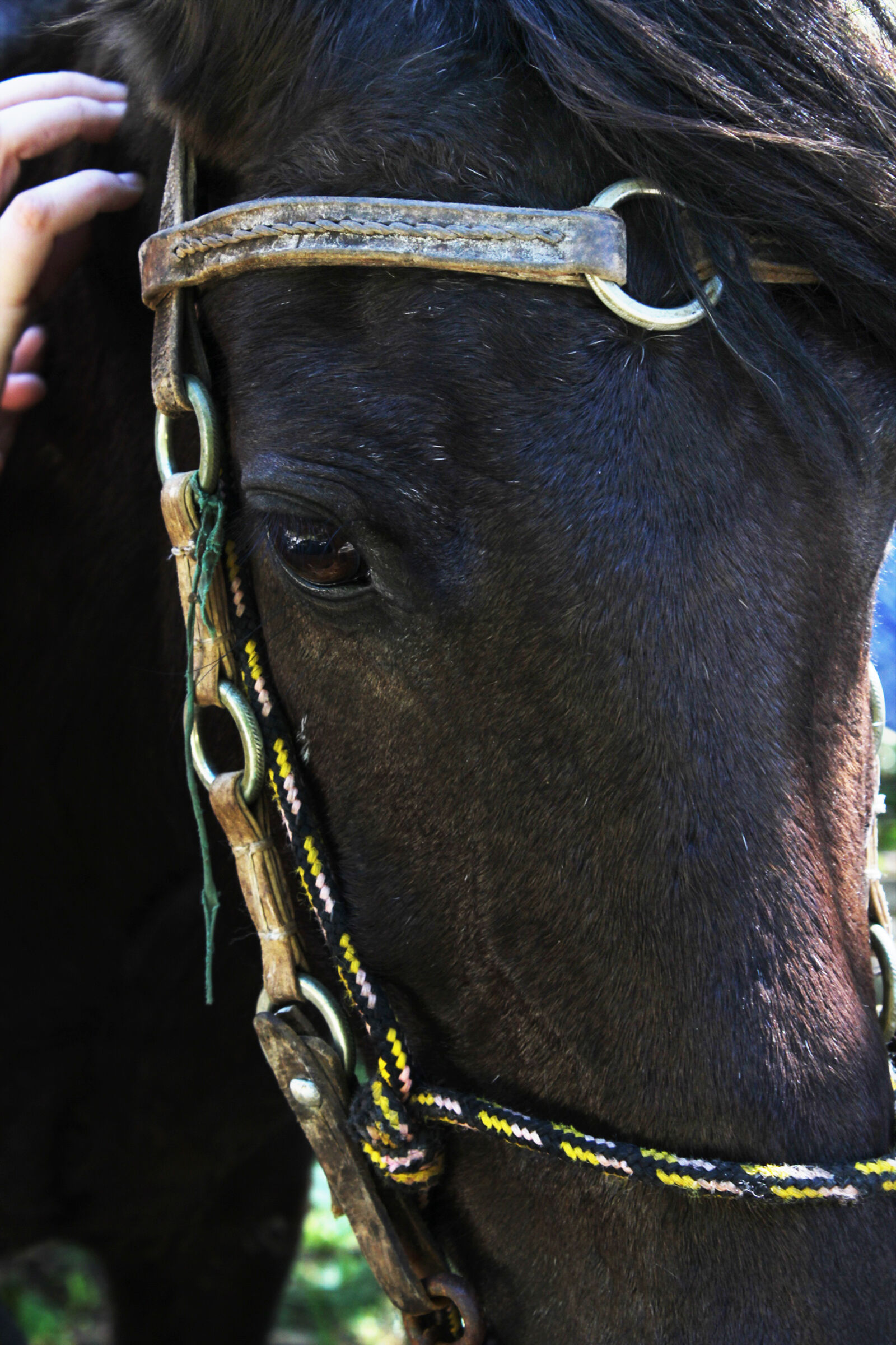 Canon EOS 600D (Rebel EOS T3i / EOS Kiss X5) sample photo. Animal, animal, photography, country photography