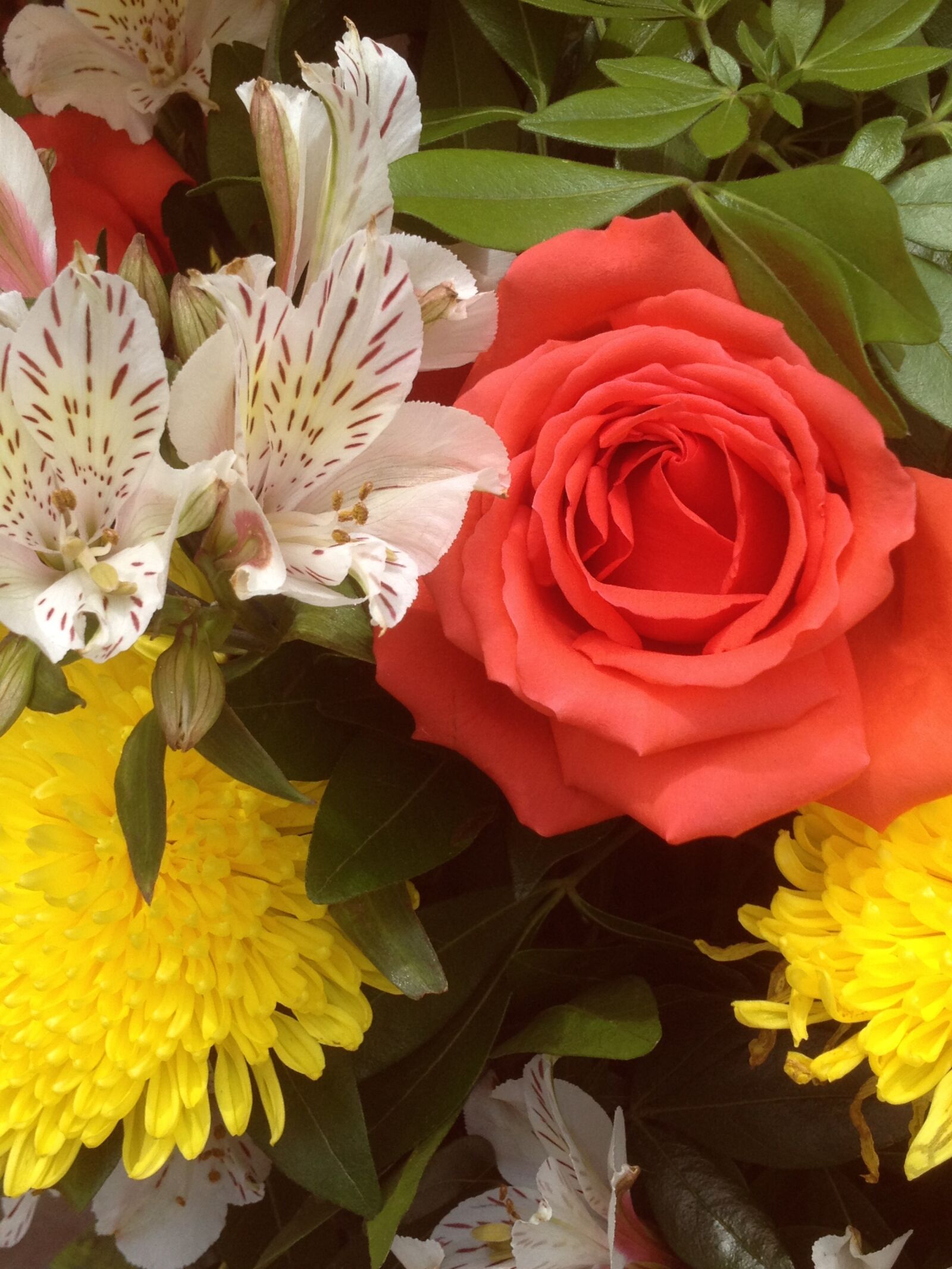 iPhone 4S back camera 4.28mm f/2.4 sample photo. Rosa, astromelia, chrysanthemum photography