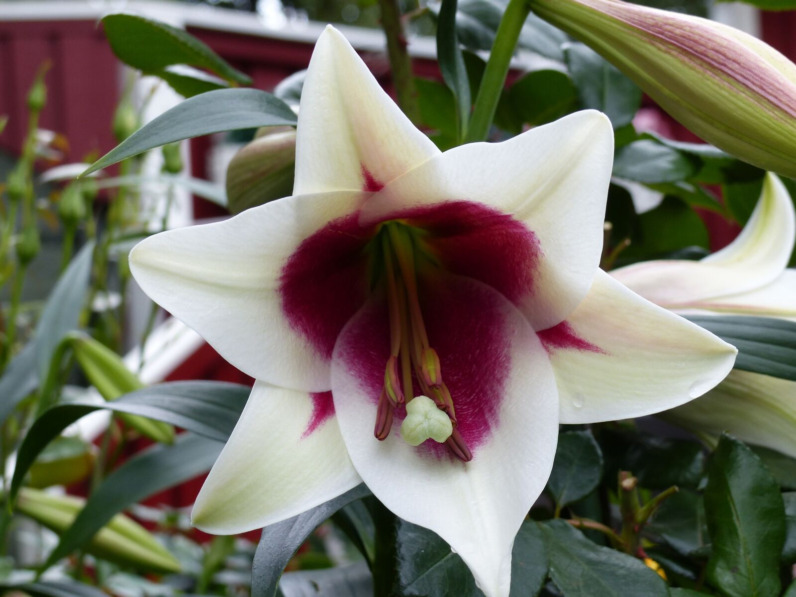 Panasonic Lumix DMC-FZ200 sample photo. Lily, flower, white photography
