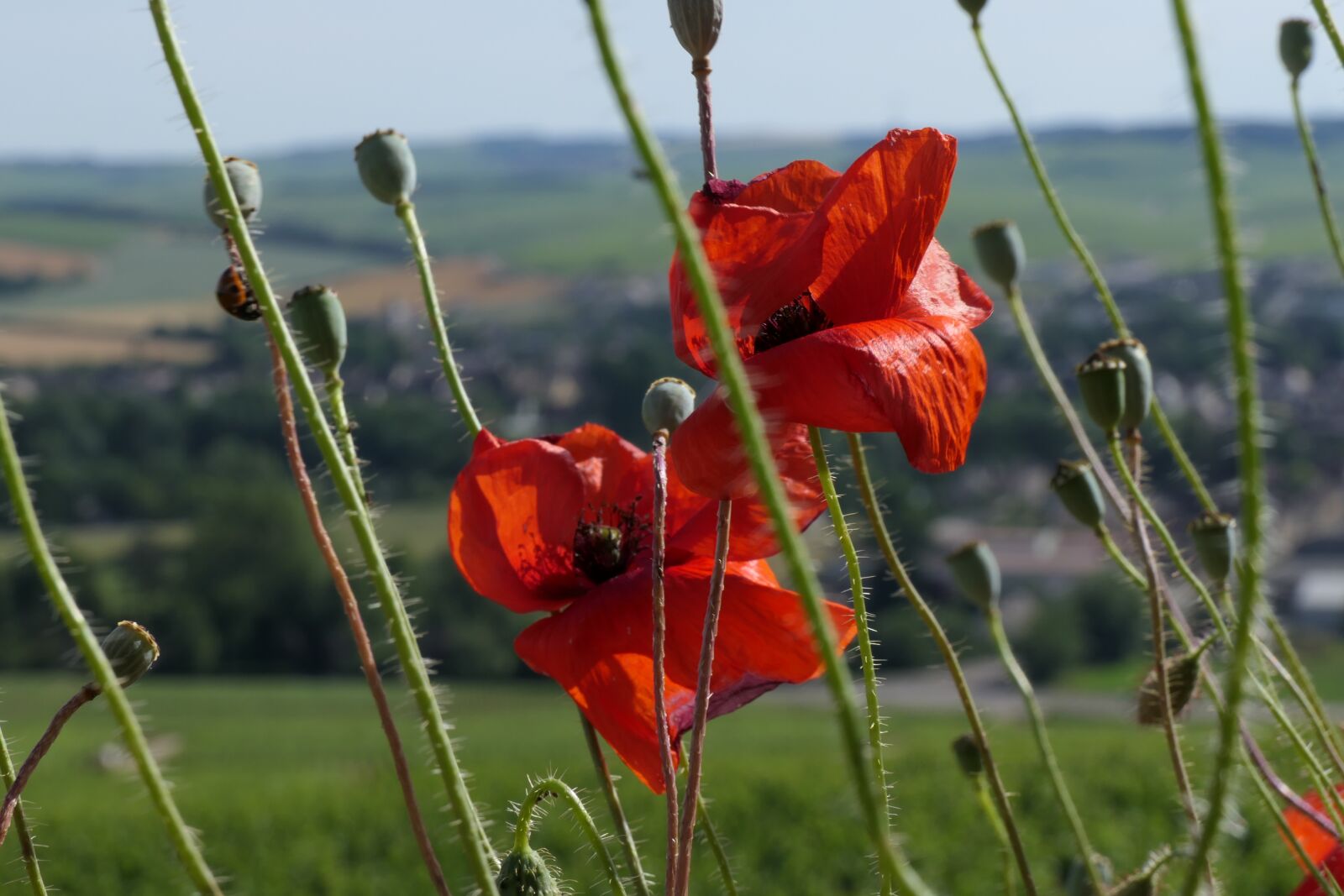 Panasonic Lumix DMC-FZ2500 (Lumix DMC-FZ2000) sample photo. Chablis, close-up, poppies photography