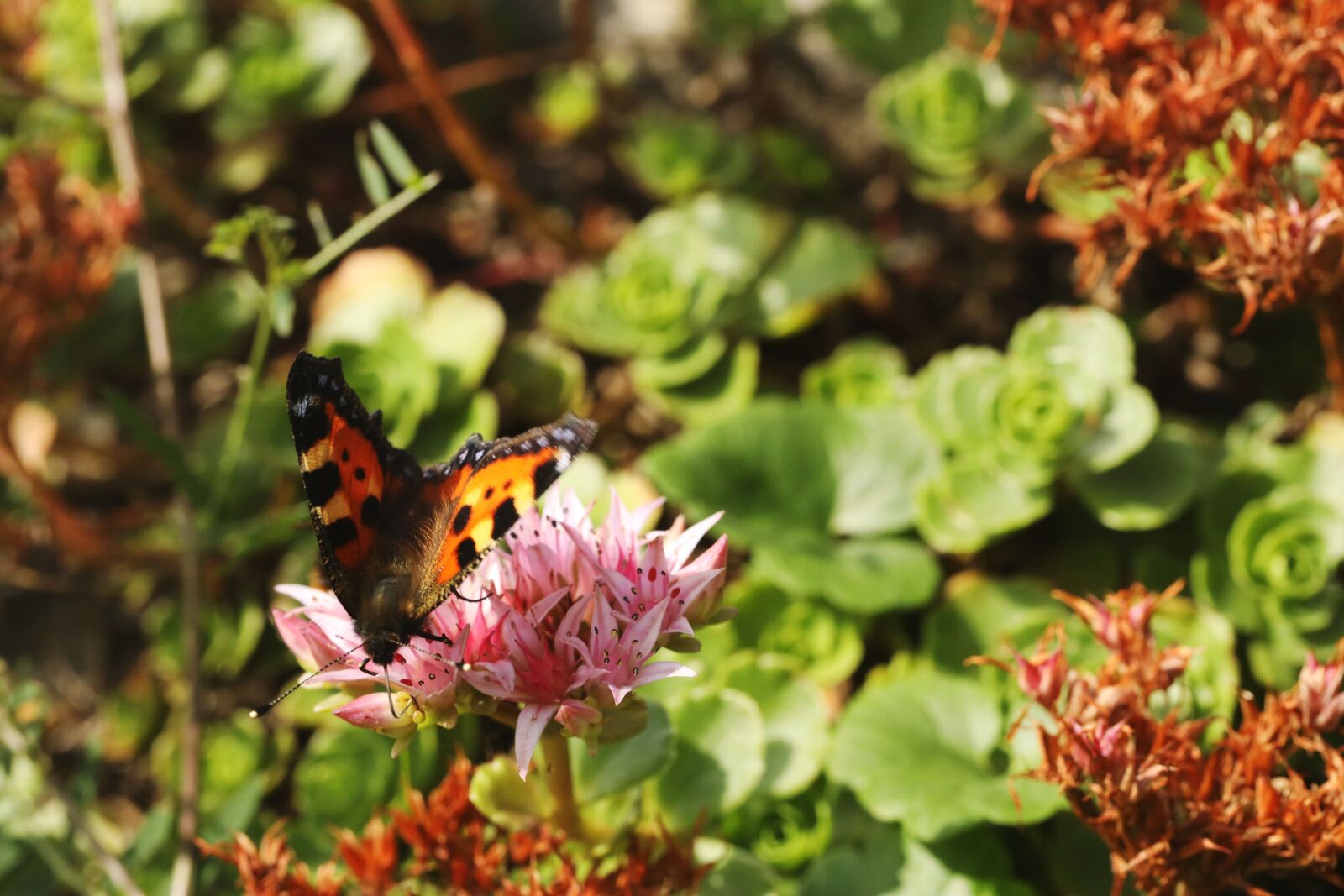 Canon EF 100mm F2.8L Macro IS USM sample photo. Butterfly, insect, animal photography
