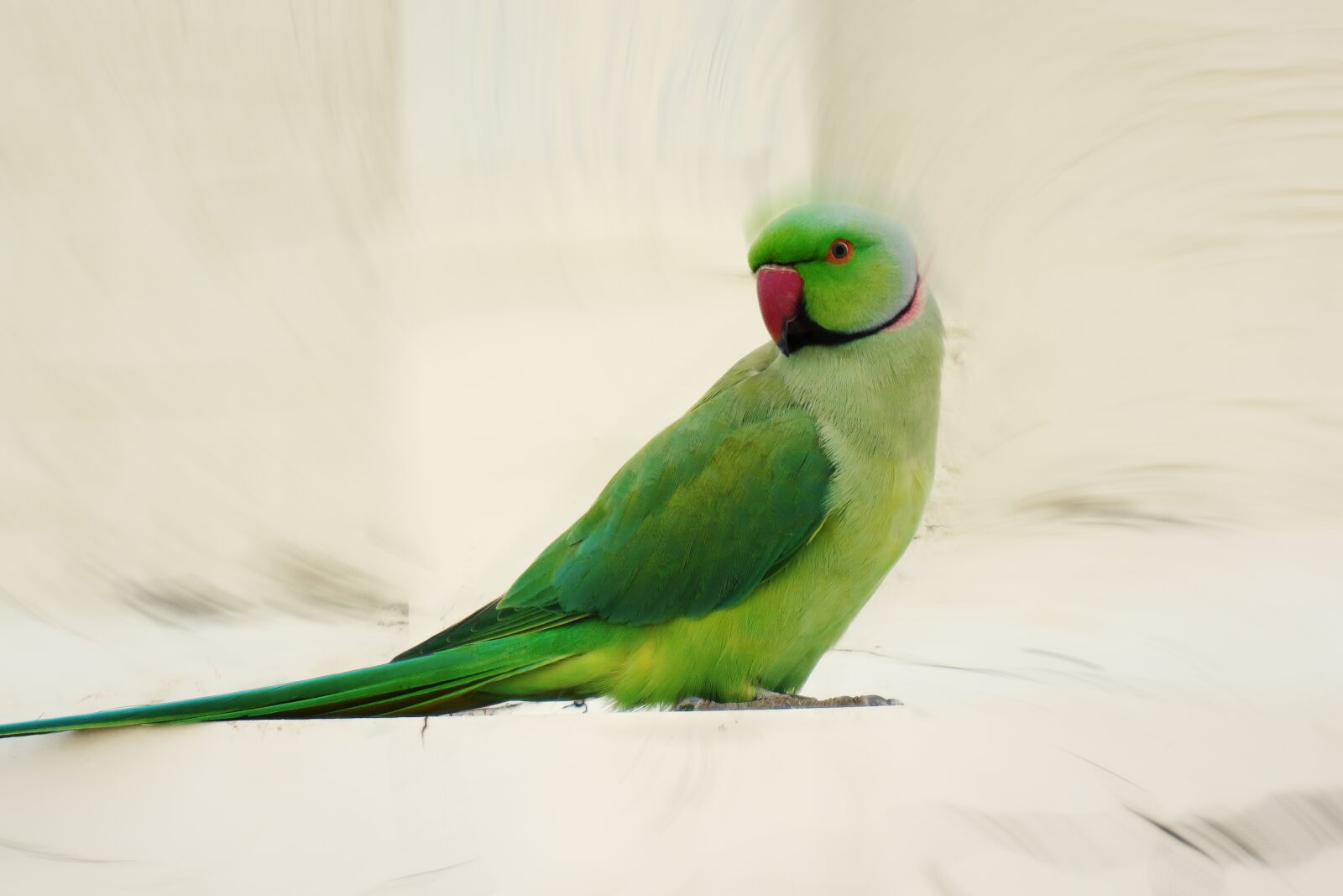 Canon PowerShot SX60 HS sample photo. Parrot, bird, animal photography