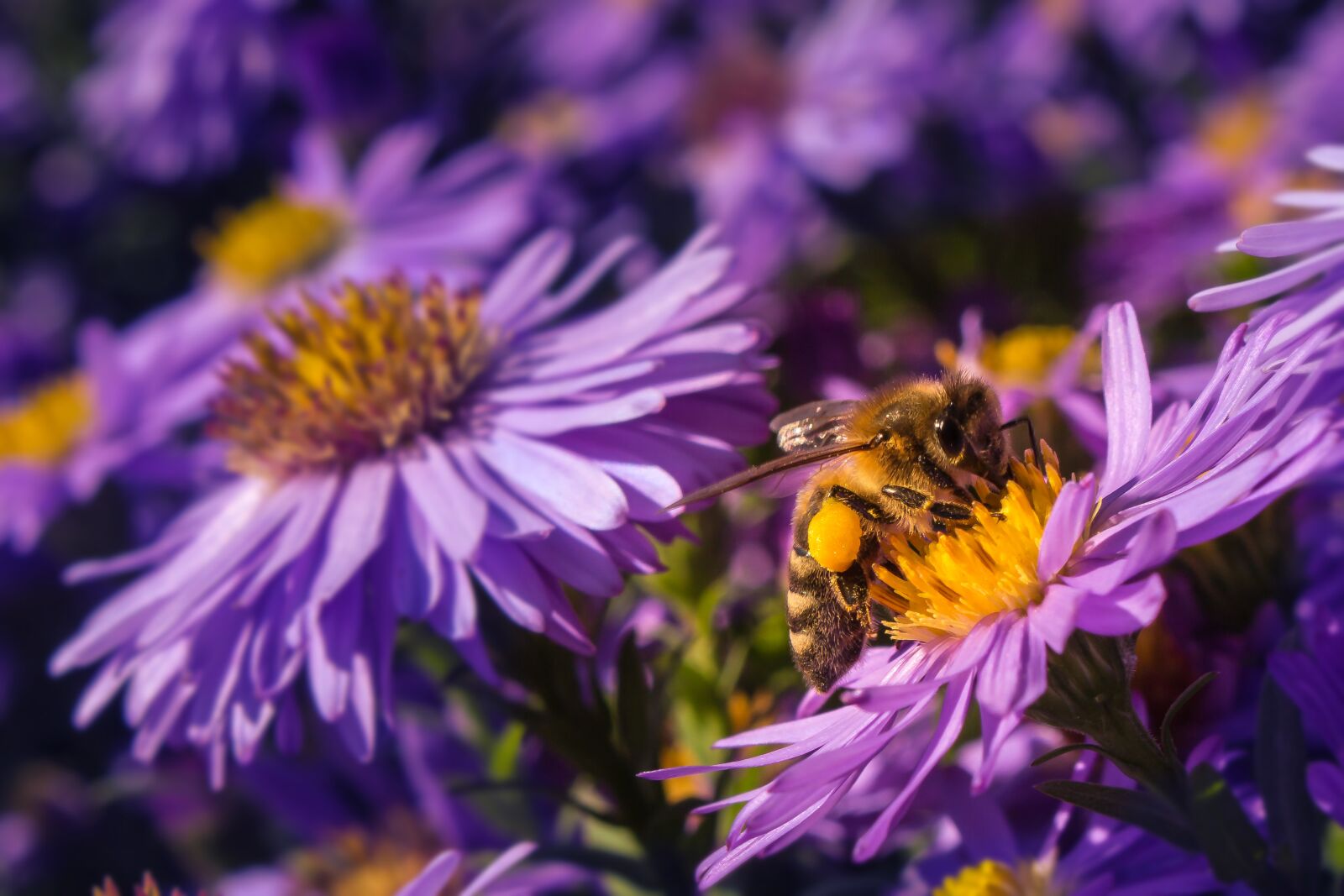 Canon EOS 700D (EOS Rebel T5i / EOS Kiss X7i) sample photo. Bee, pollen, blossom photography