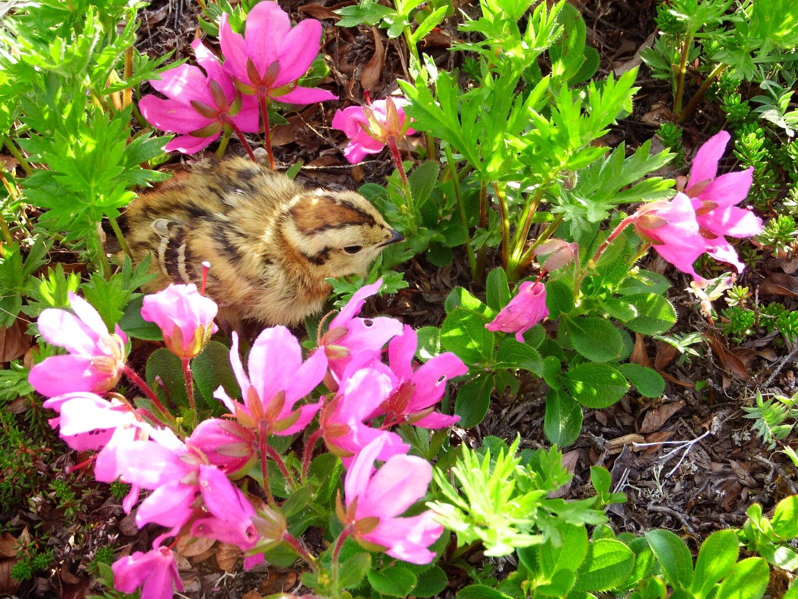 Fujifilm FinePix S1 sample photo. Partridge, chick, chicken photography