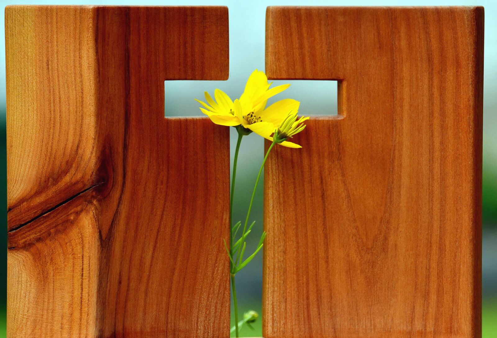 Nikon D5100 sample photo. Cross, tree, flower, christianity photography