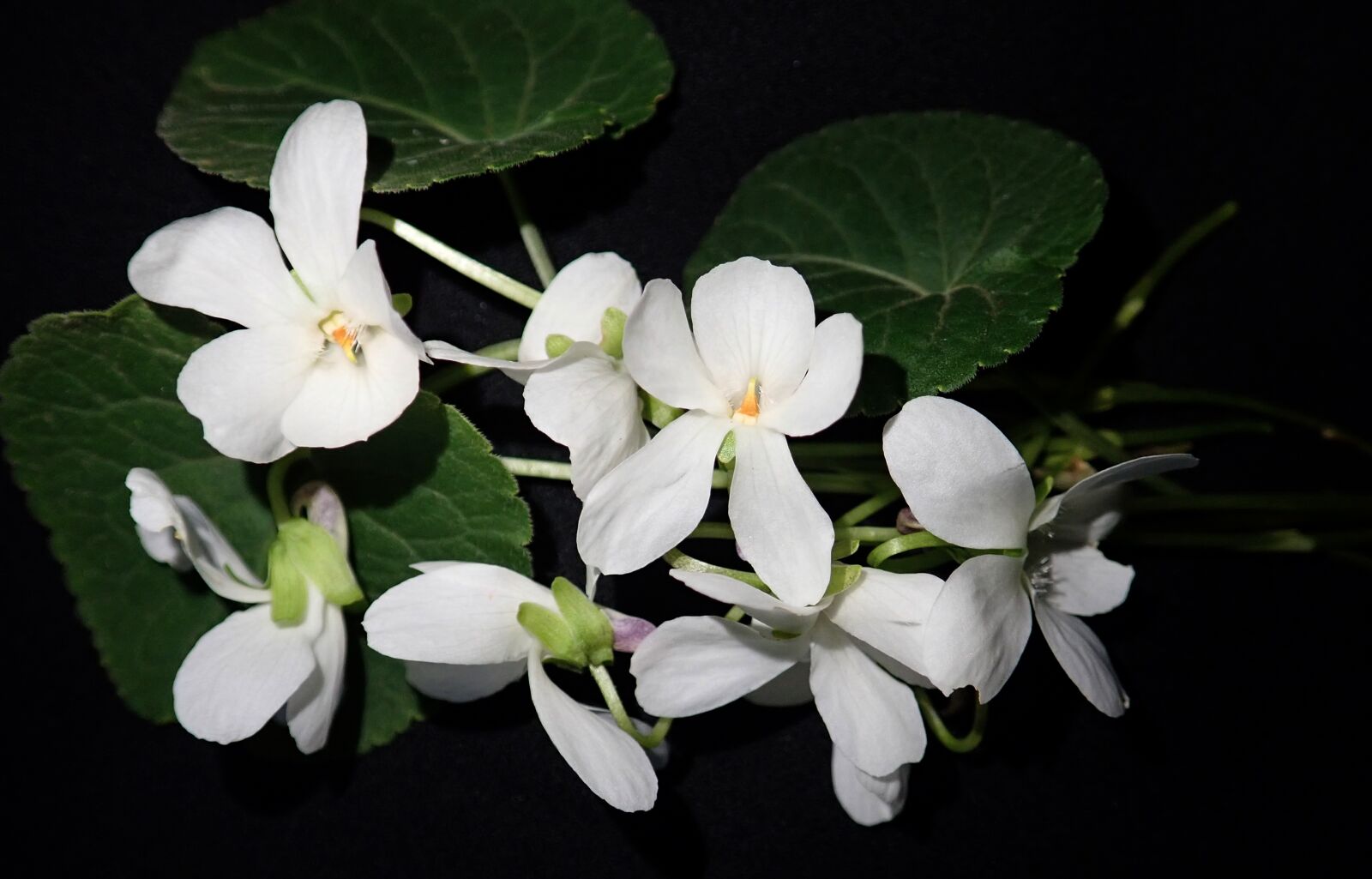 Olympus TG-5 sample photo. Violets, white, fragrant photography