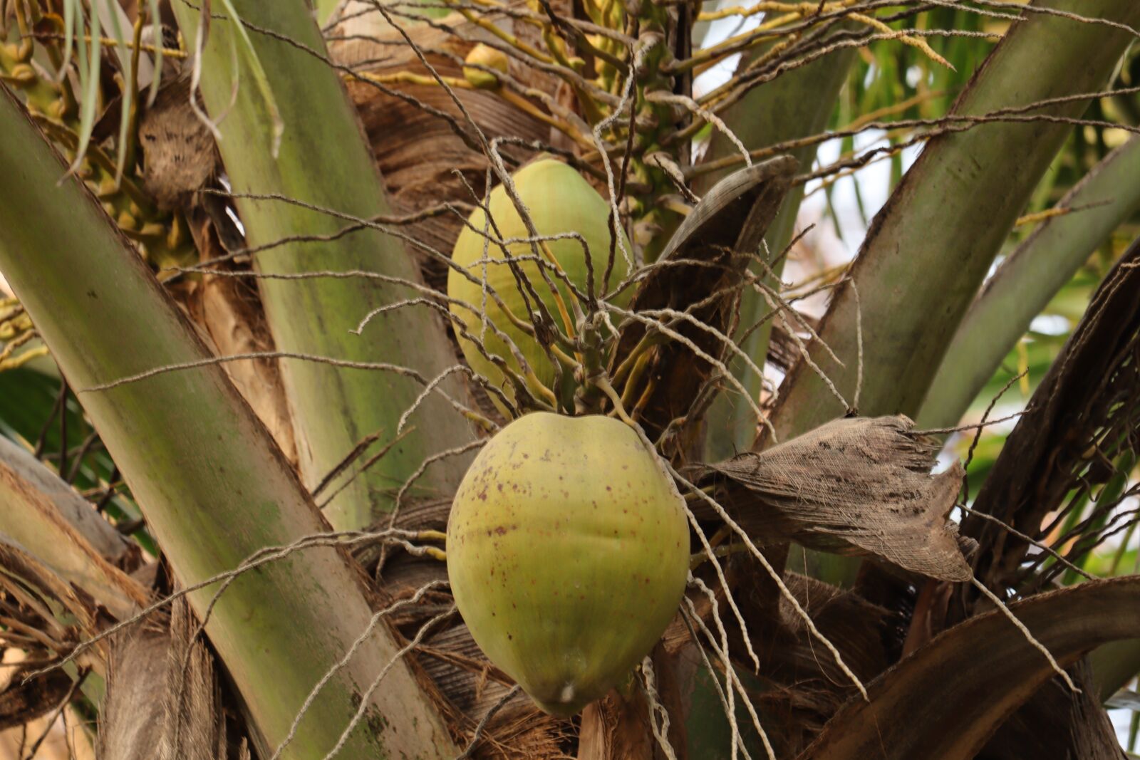 Canon EOS 250D (EOS Rebel SL3 / EOS Kiss X10 / EOS 200D II) sample photo. Coconut, kerala, india photography