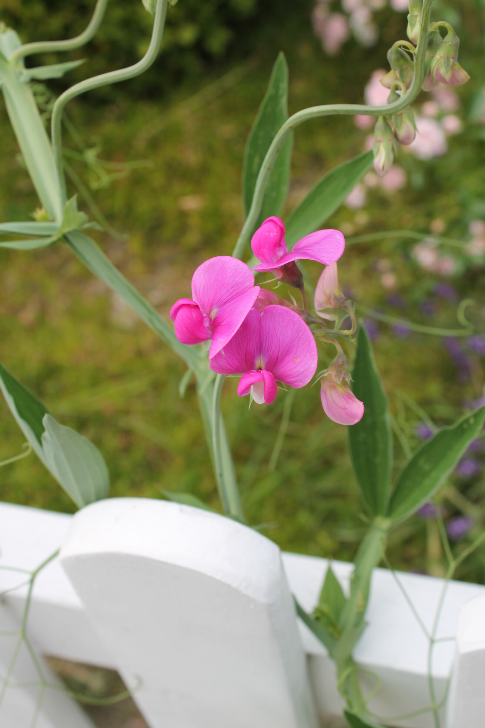 Canon EOS 1100D (EOS Rebel T3 / EOS Kiss X50) sample photo. Chickling pea flower, flower photography