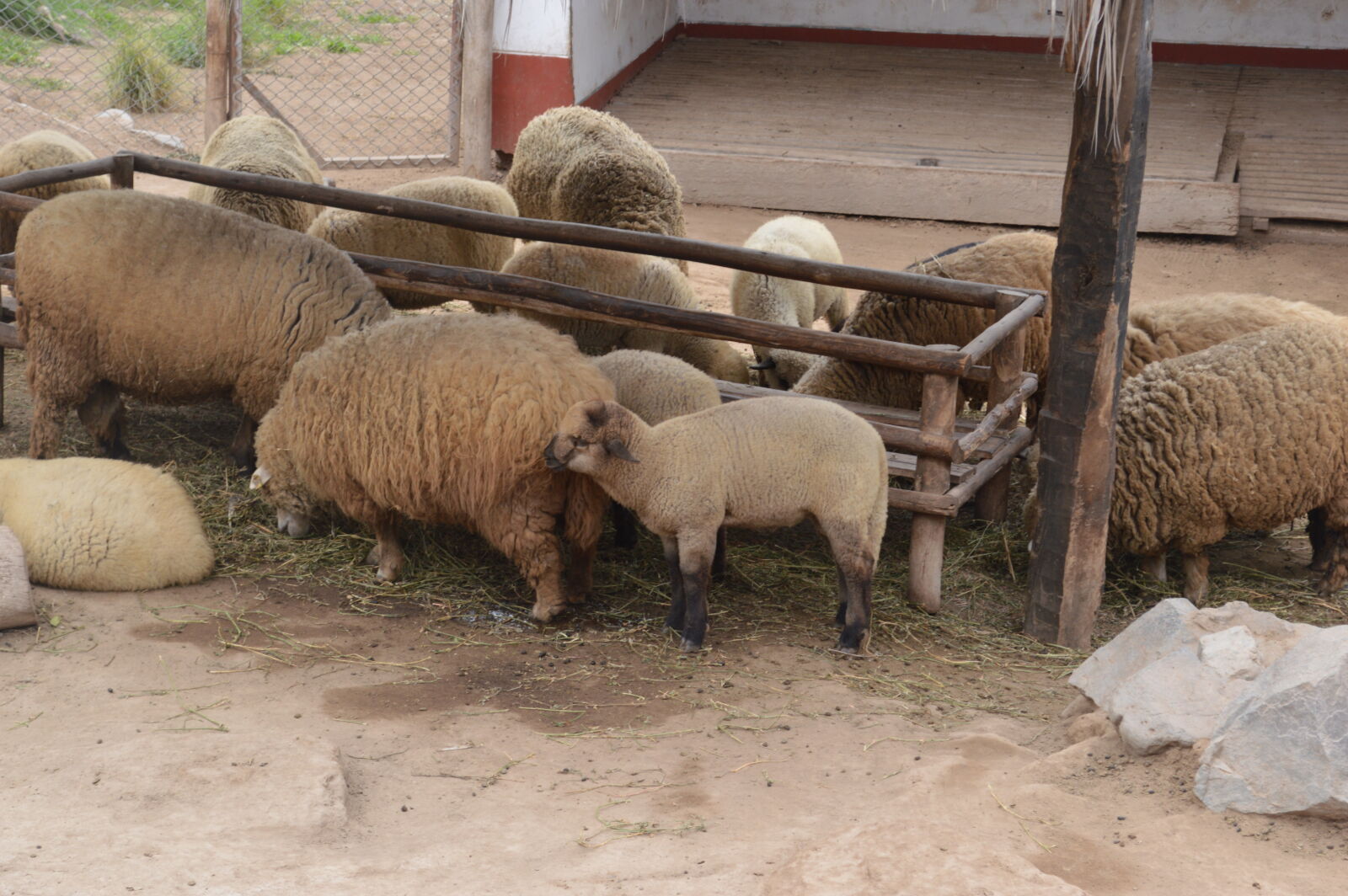 Nikon D3200 sample photo. Sheeps photography