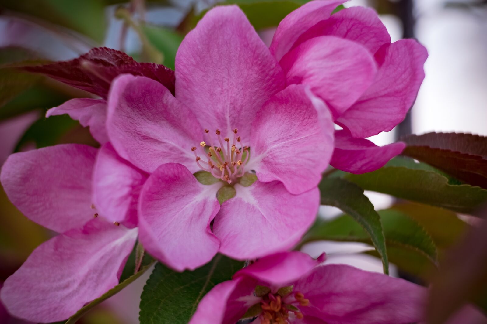 Fujifilm XF 55-200mm F3.5-4.8 R LM OIS sample photo. Flower, apple, heavenly photography