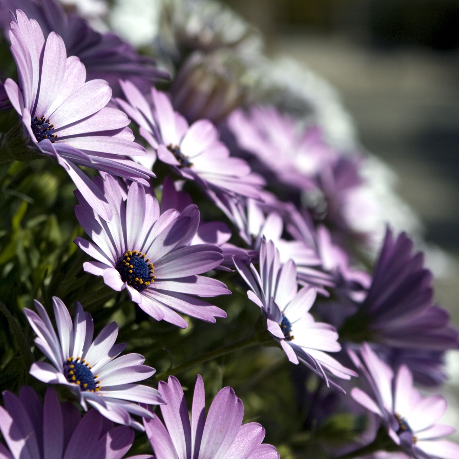 Canon EOS 450D (EOS Rebel XSi / EOS Kiss X2) sample photo. Osteospermum, african daisy, flower photography