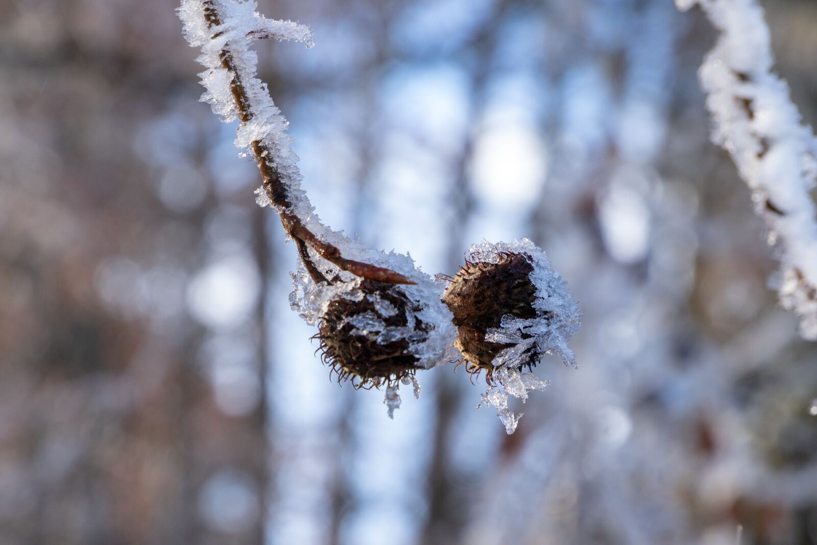 Canon EOS 6D Mark II sample photo. Frost, ice, tree photography