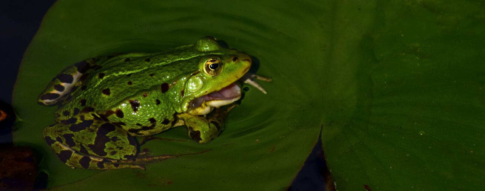 Nikon D3300 sample photo. Frog, water frog, animal photography