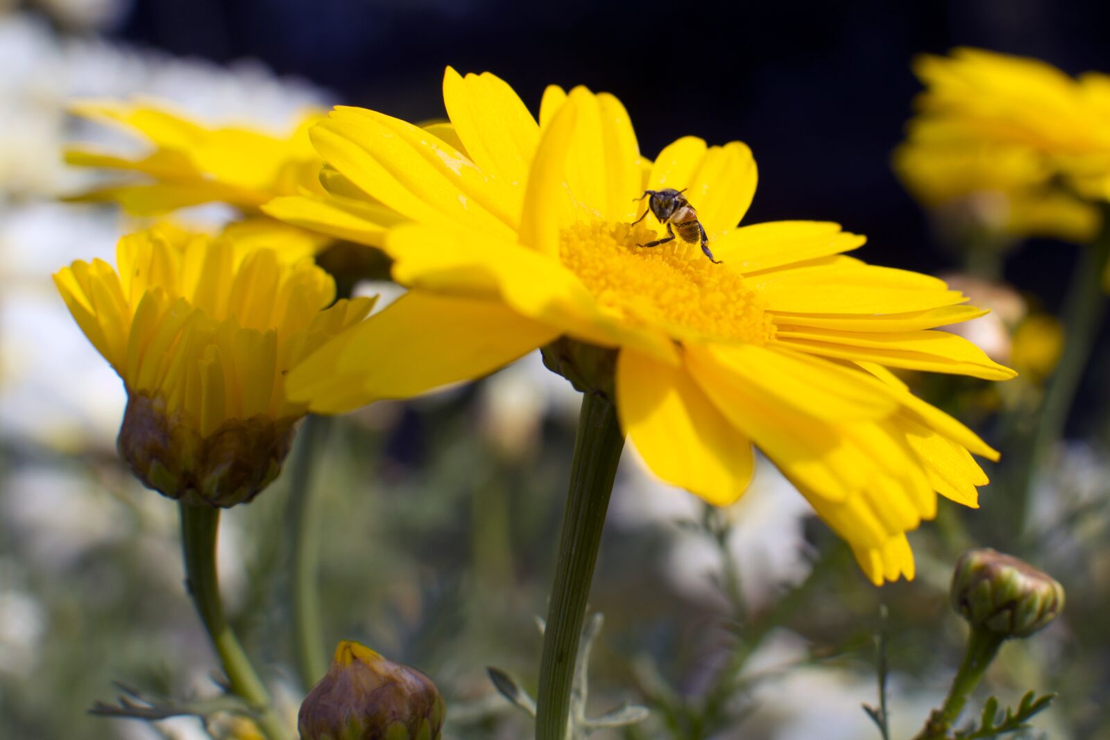 Nikon D3200 sample photo. Flowers, nature, beauty photography