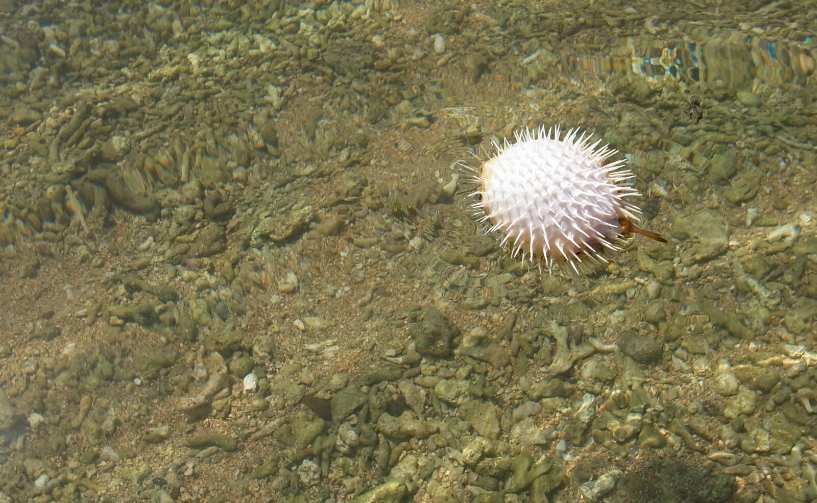 Ricoh GR DIGITAL 3 sample photo. Nature, outdoor, puffer fish photography