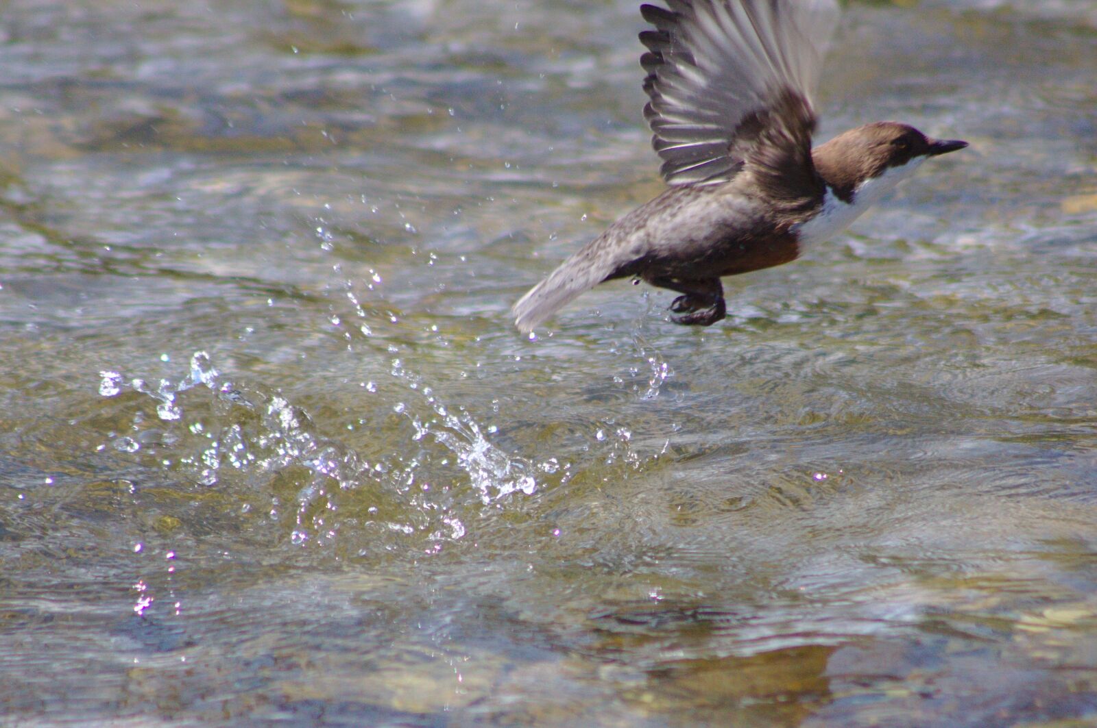 Canon EOS 50D sample photo. Dipper, bird, river photography