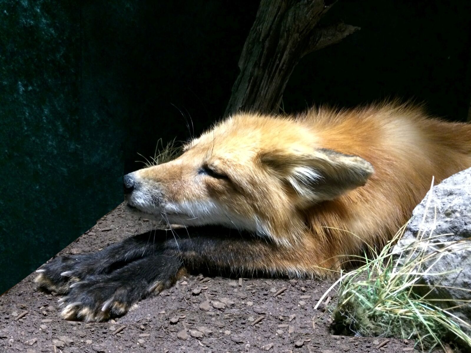 Apple iPhone 5s sample photo. Nature, wildlife, fox photography
