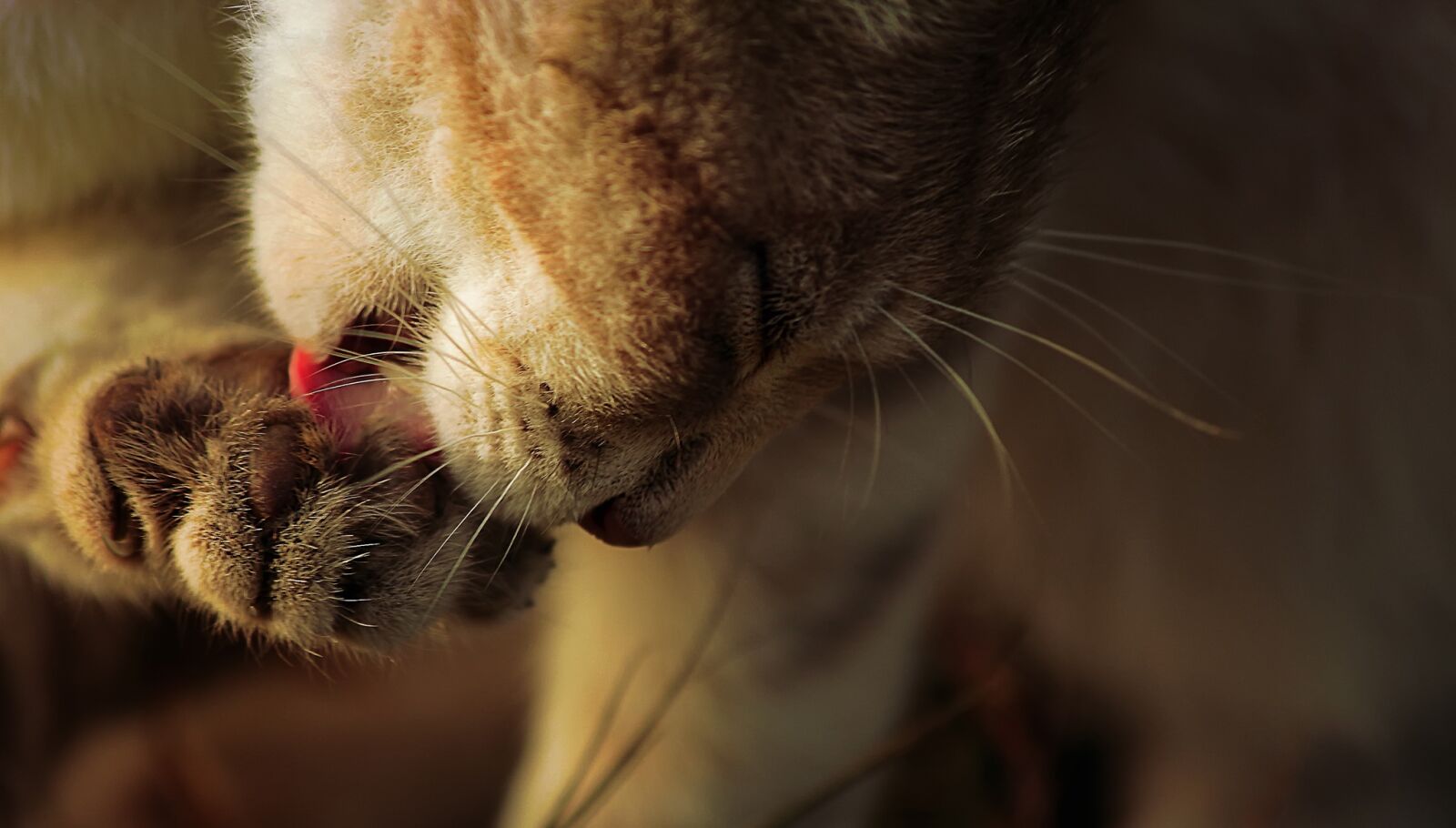 Canon EOS 650D (EOS Rebel T4i / EOS Kiss X6i) sample photo. Cat, wildcat, feline photography