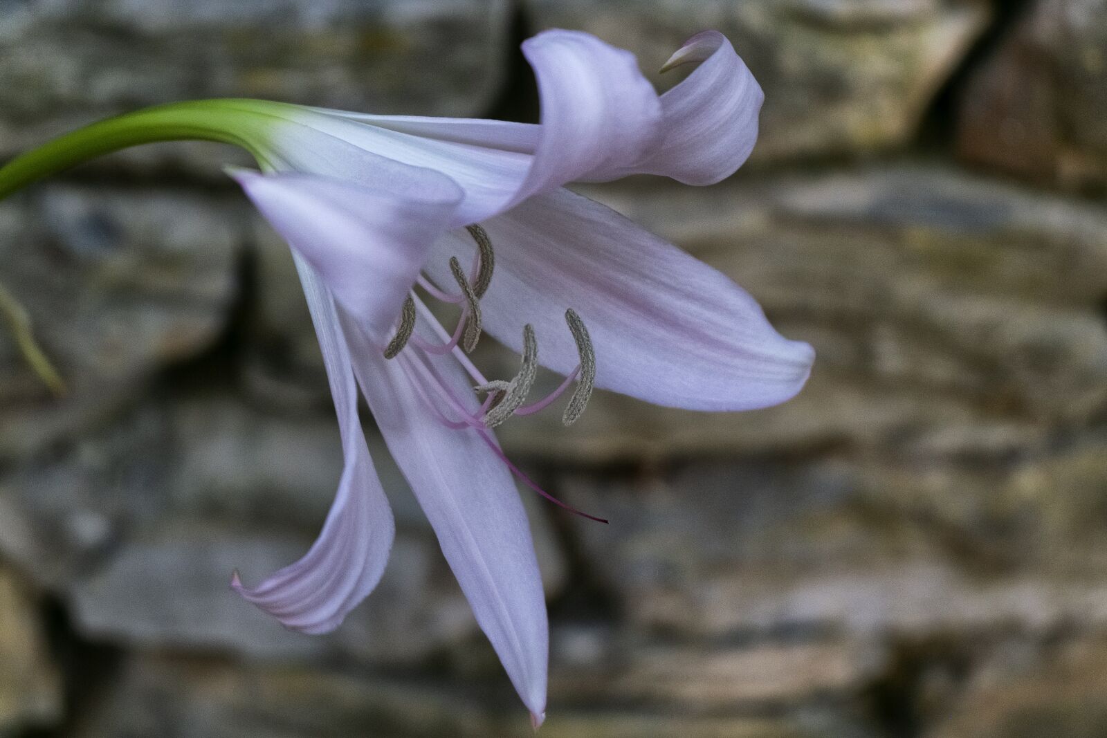 Fujifilm X-E1 sample photo. Flower, gilio, nature photography