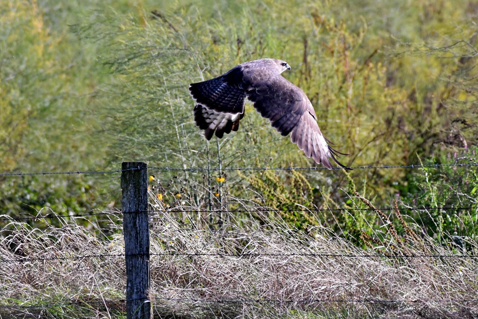 Nikon D500 sample photo. Common buzzard, bird of photography