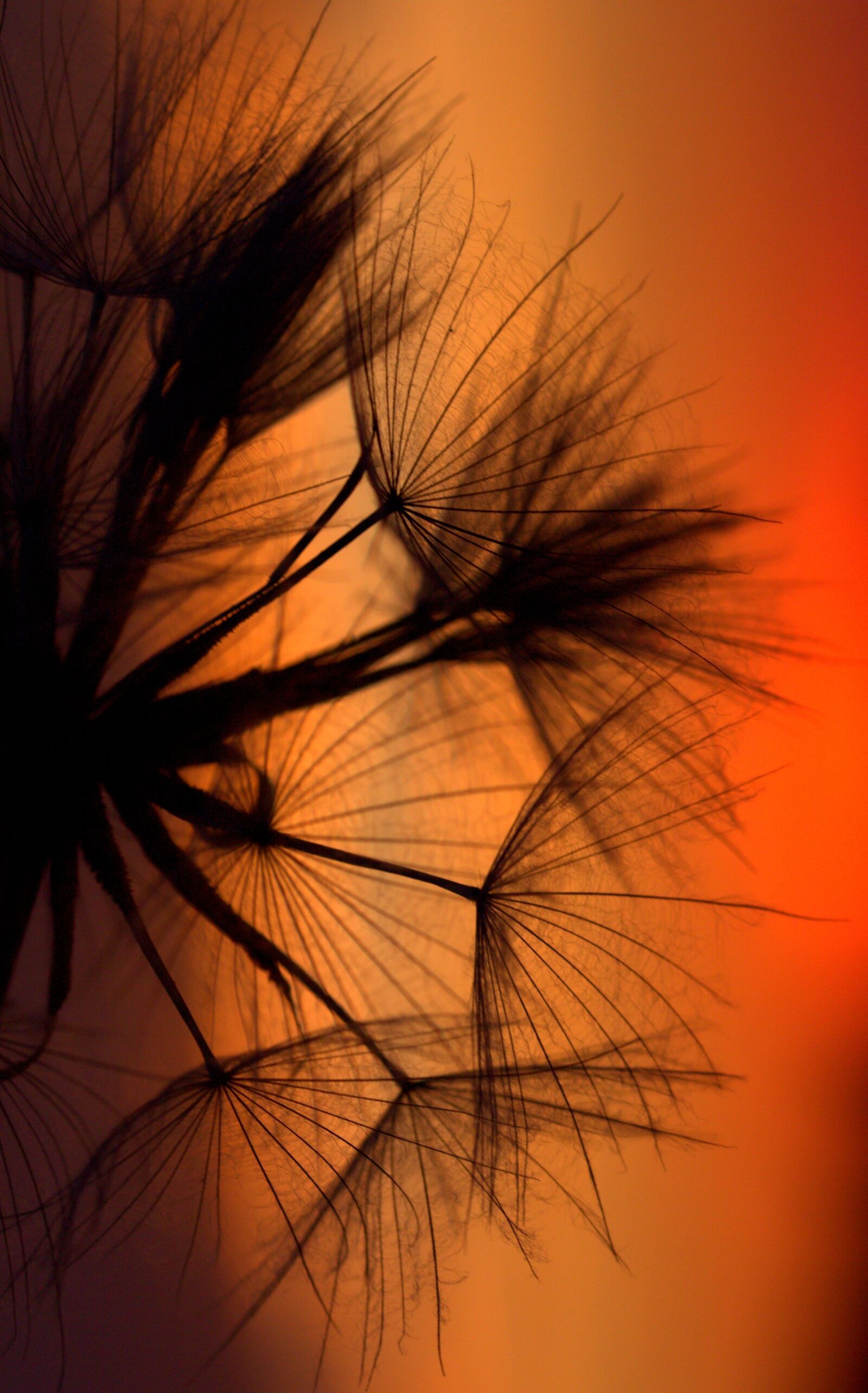 Canon EF-S 60mm F2.8 Macro USM sample photo. Dandelion, sunset, evening photography