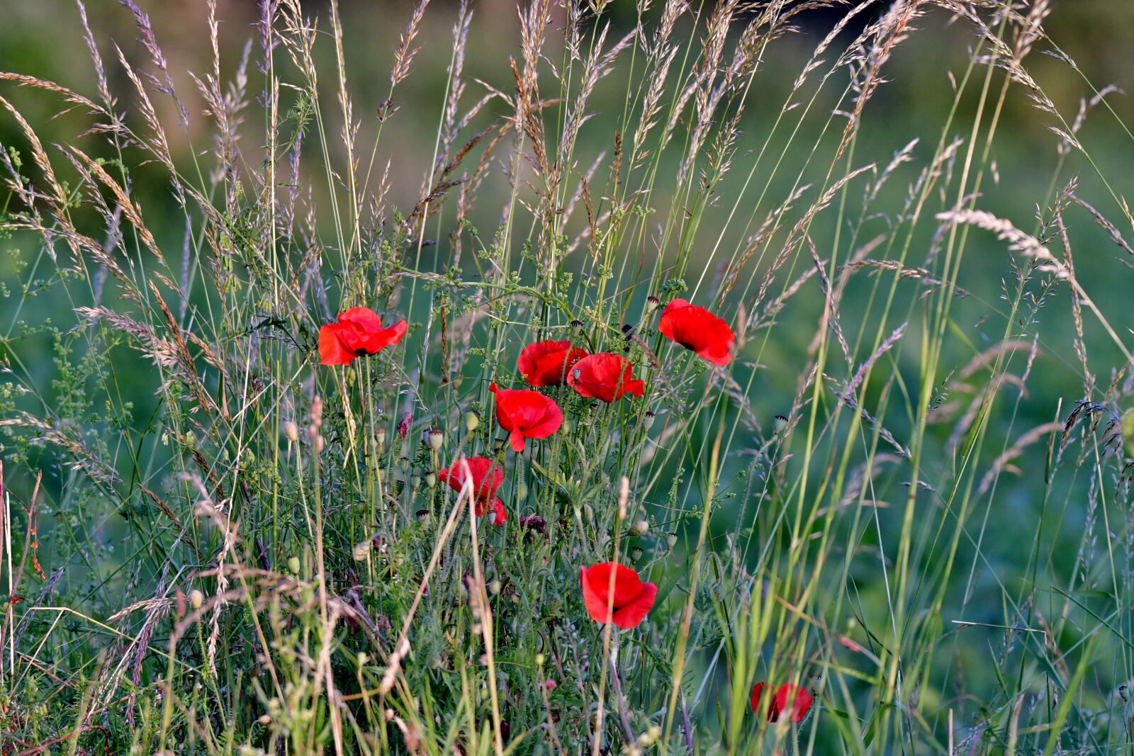 Nikon D500 sample photo. Poppies, nature, summer photography