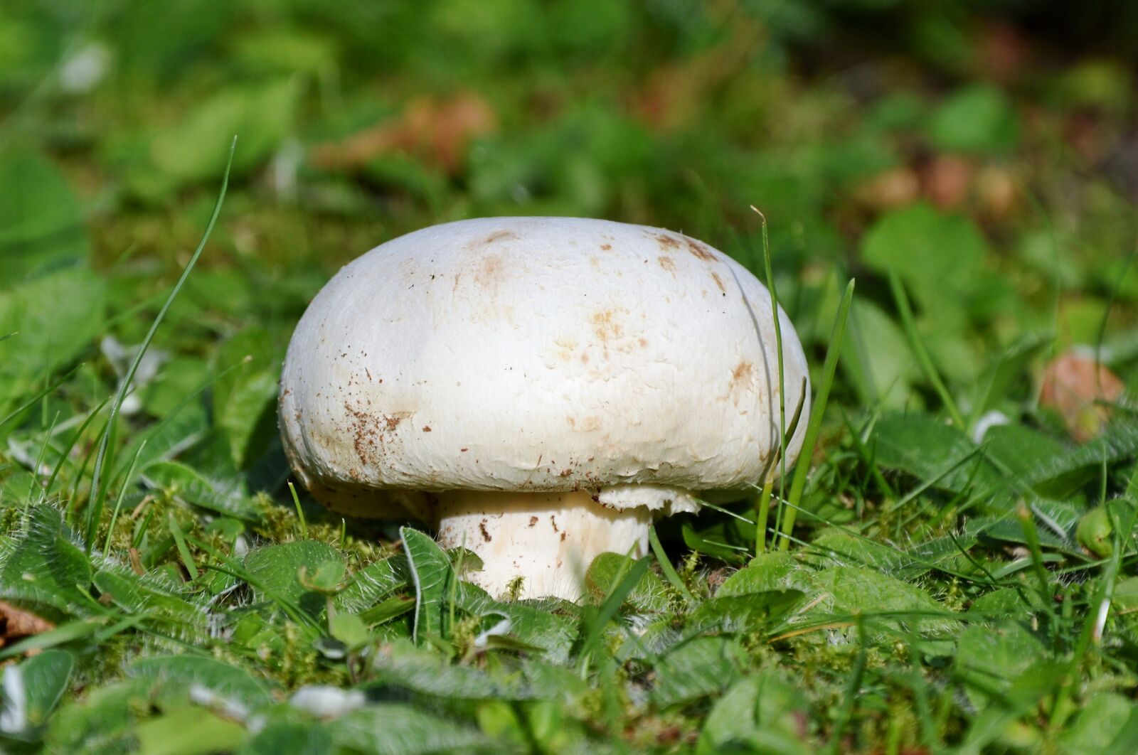 Nikon D3200 sample photo. Mushroom, egerling, disc fungus photography