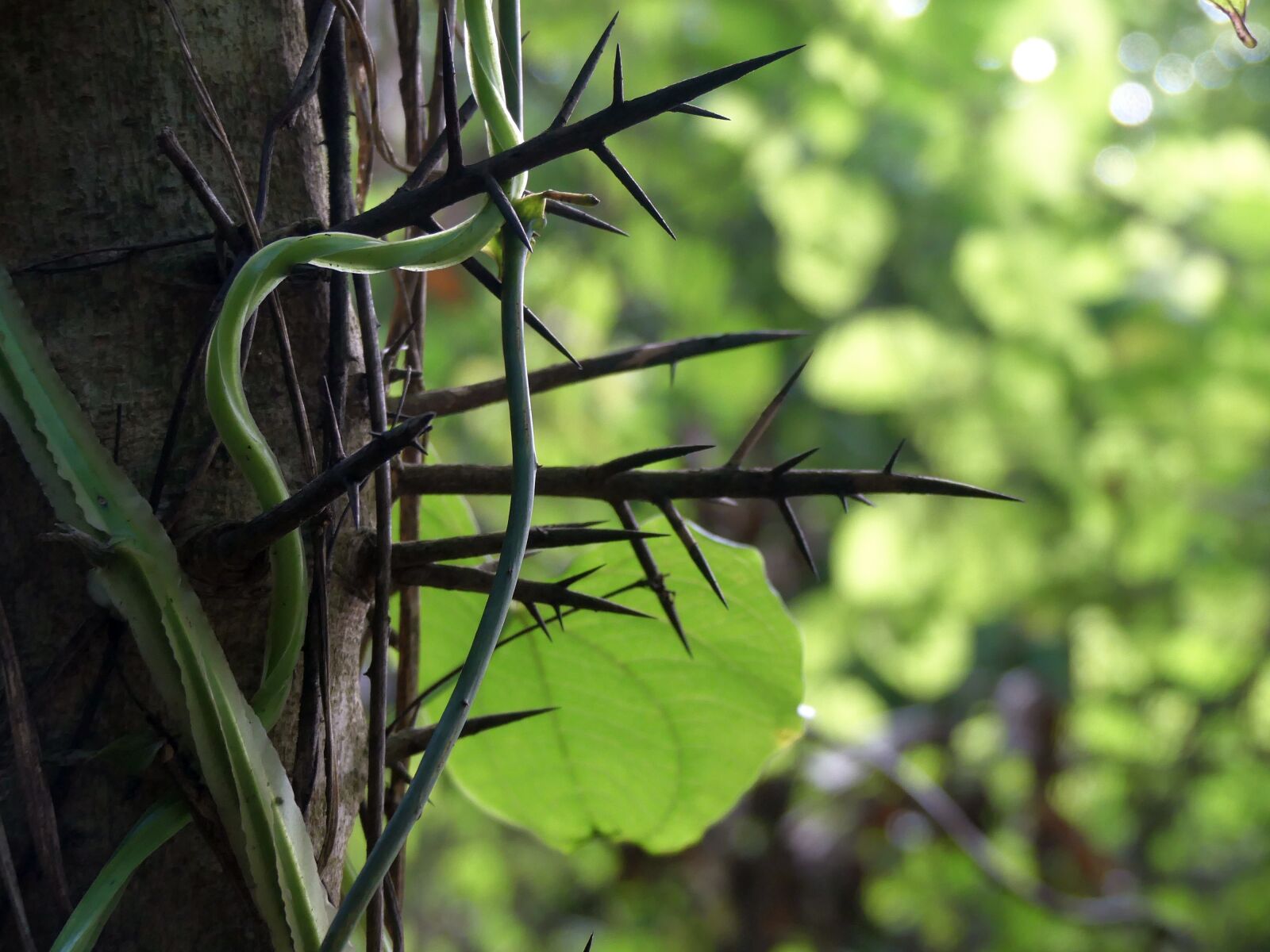 Panasonic Lumix DMC-FZ300 sample photo. Thorns, vines, tree photography