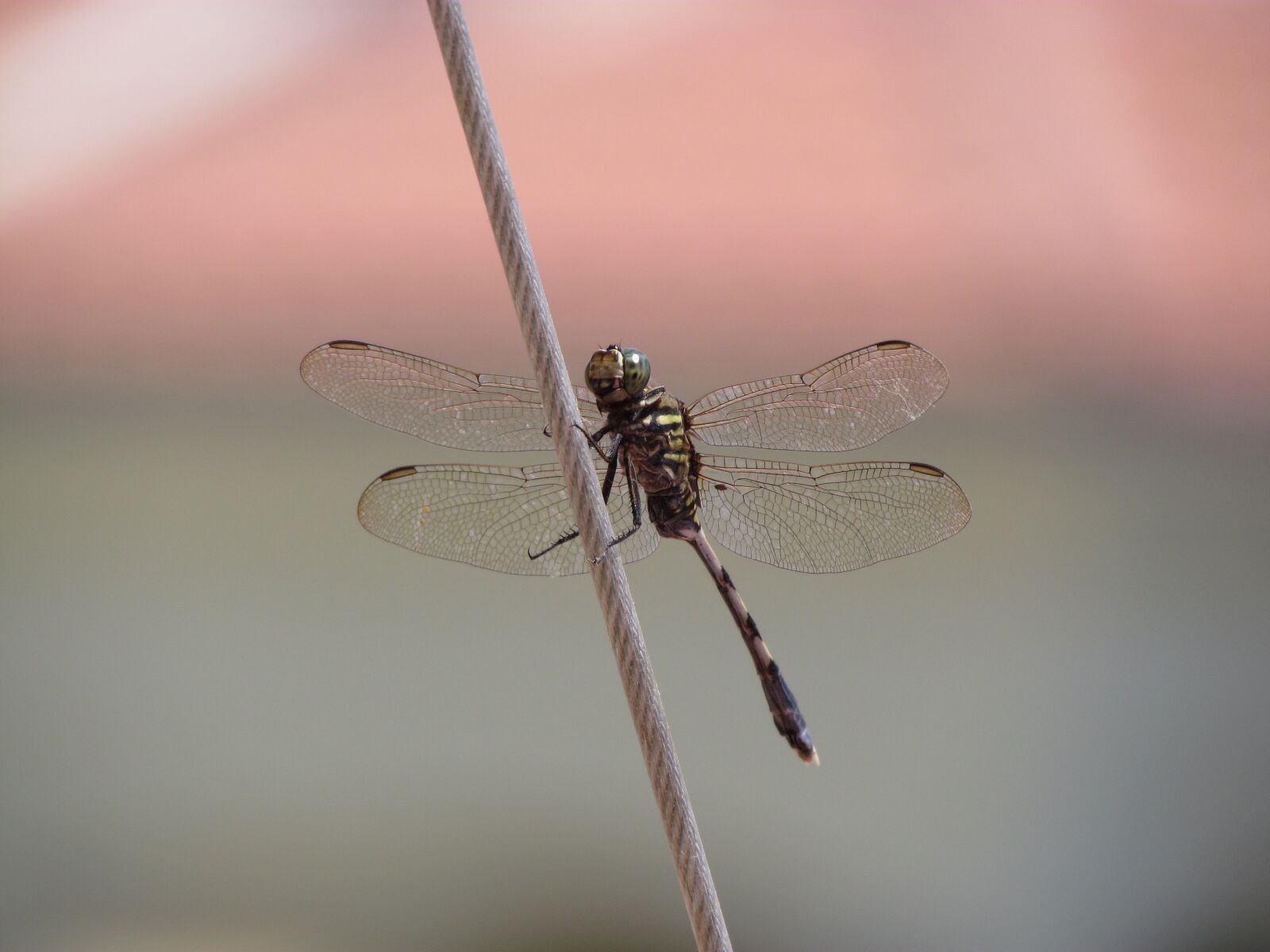 Canon PowerShot SX30 IS sample photo. Dragonfly, animal, close-up photography